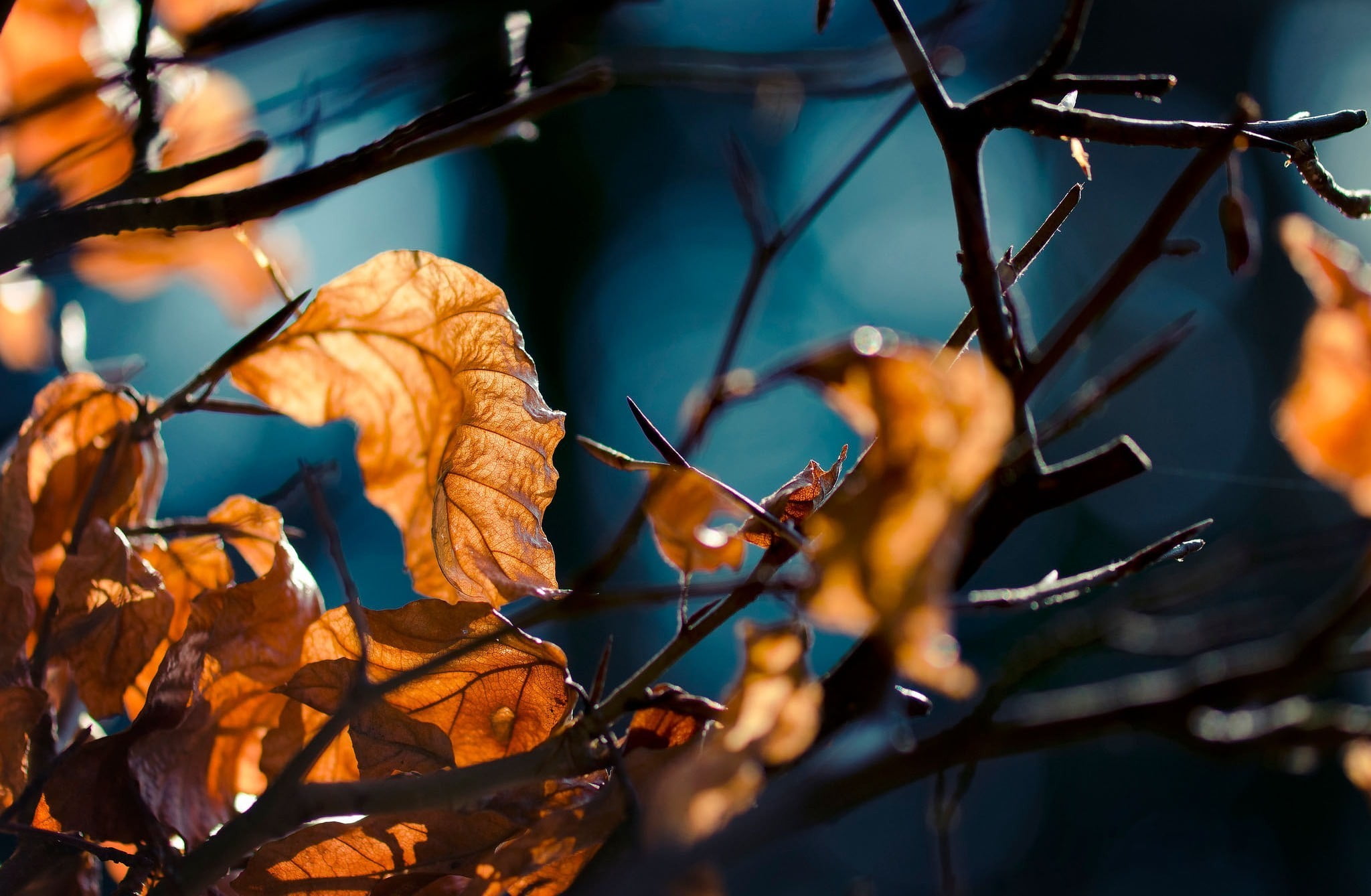 brown leaves close up photo of nature depth field 2k