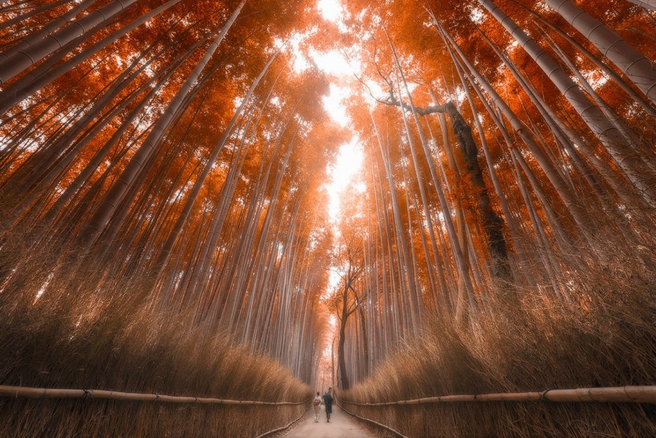 brown trees red leaf bamboo forest fall Japan path