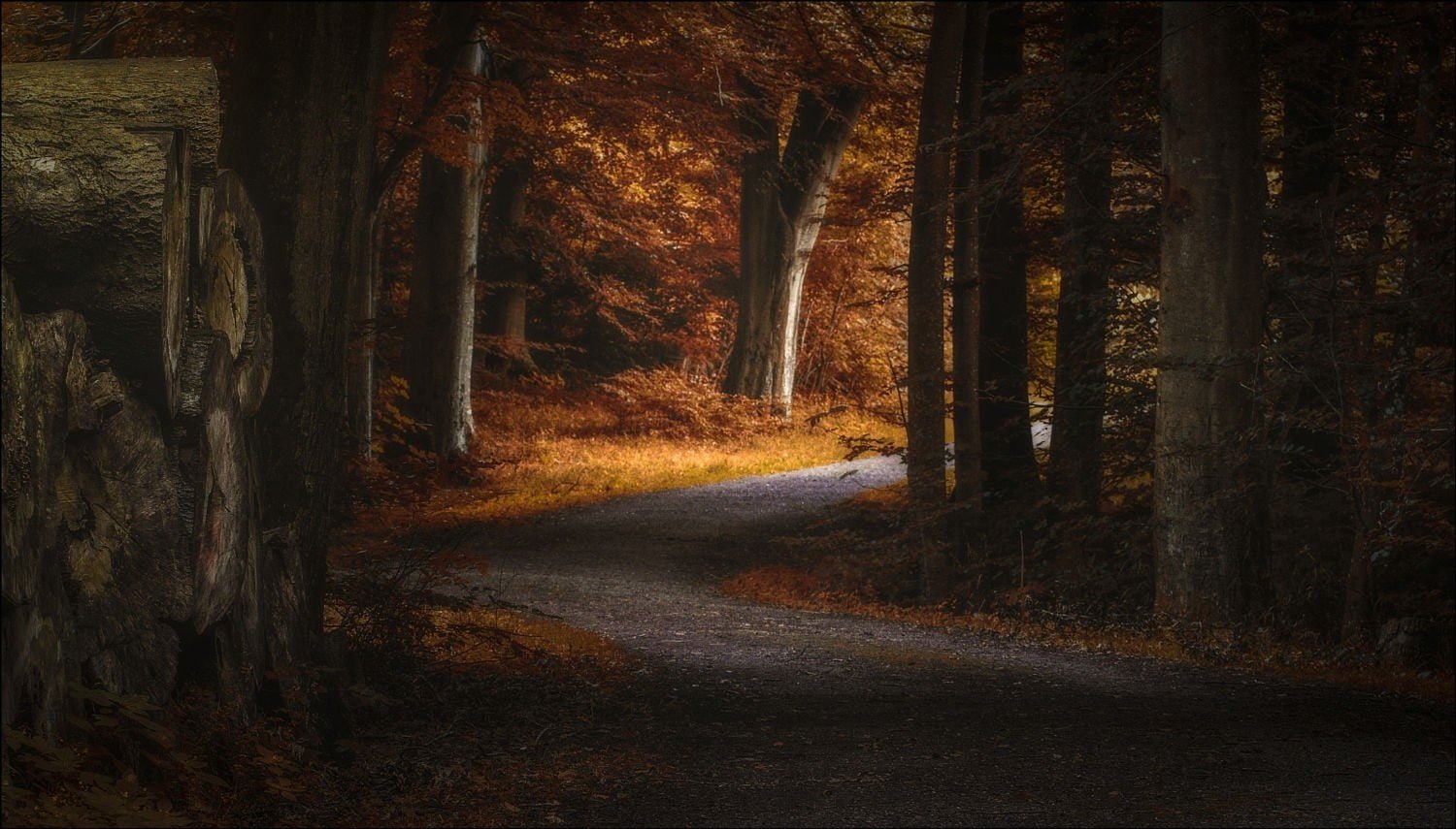 yellow leafed trees landscape photography nature path fall 2k