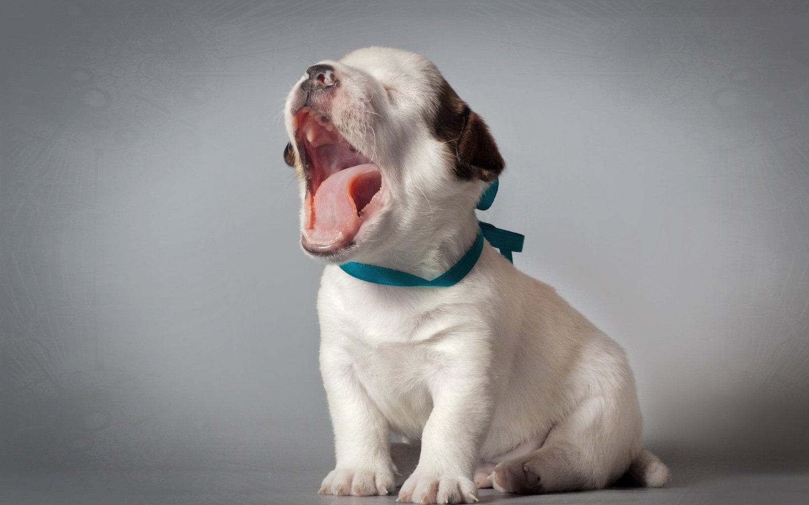 white and tan American Pit Bull Terrier puppy nature puppies 2k