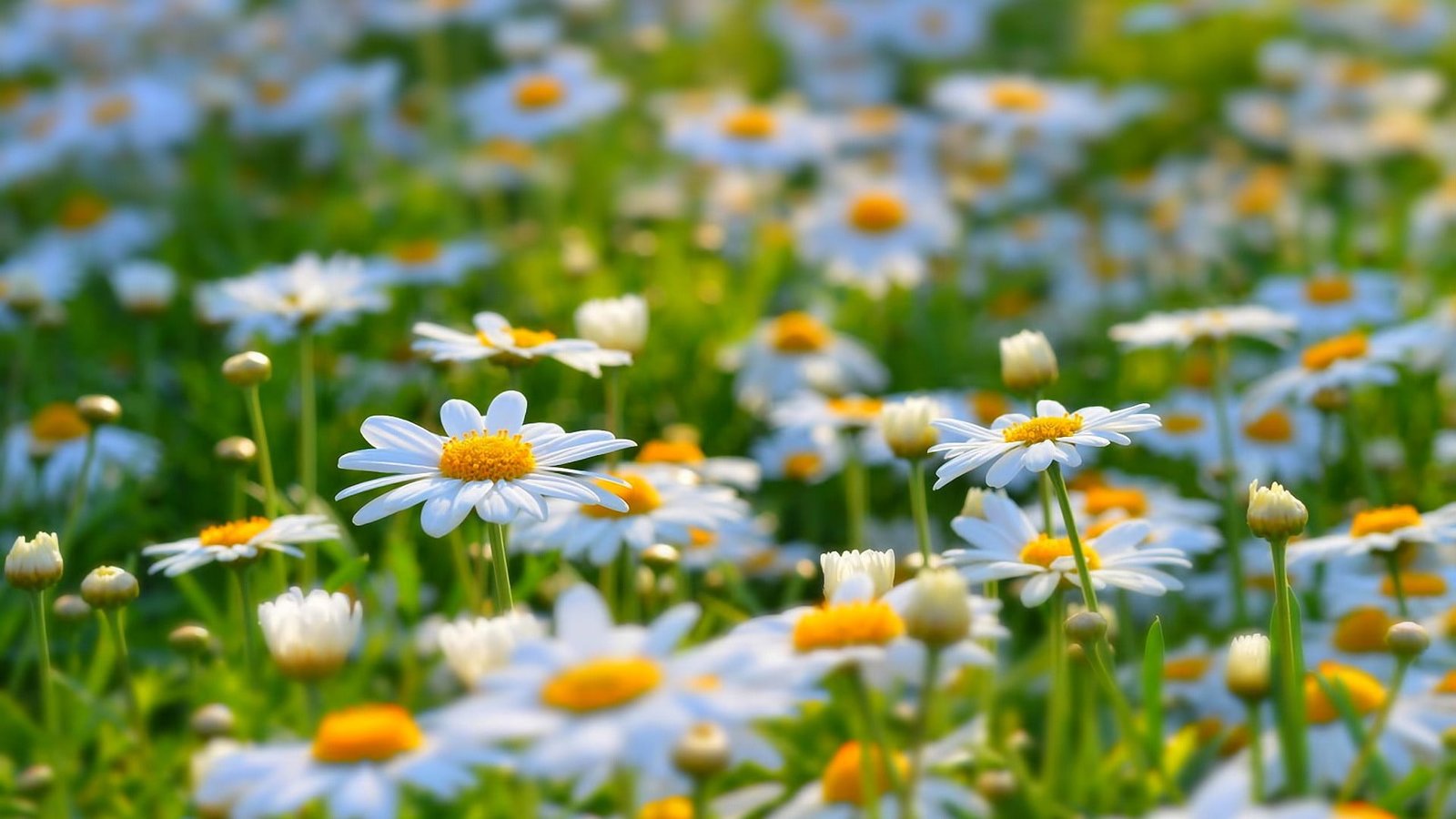 white flowering plant daisies flowers nature 2k