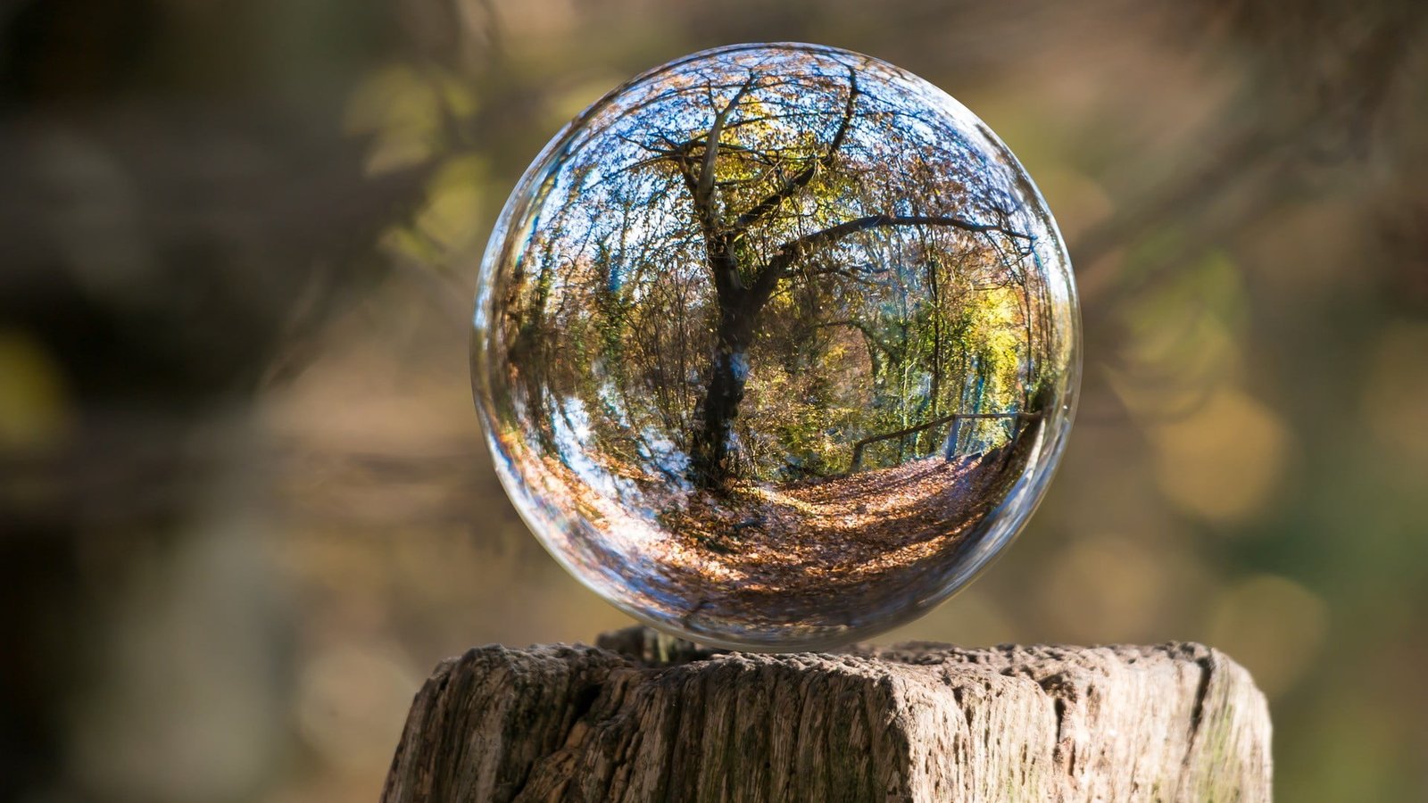 clear glass ball nature landscape trunks wood sphere reflection 2k