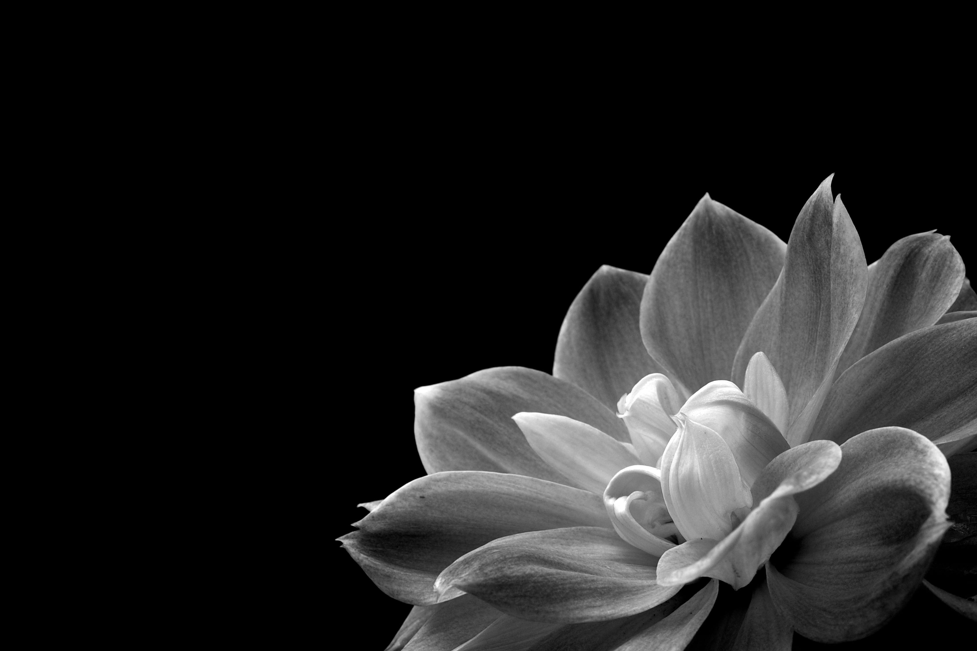 close up photo of grayscale petal flower nature plant single Flower 2k
