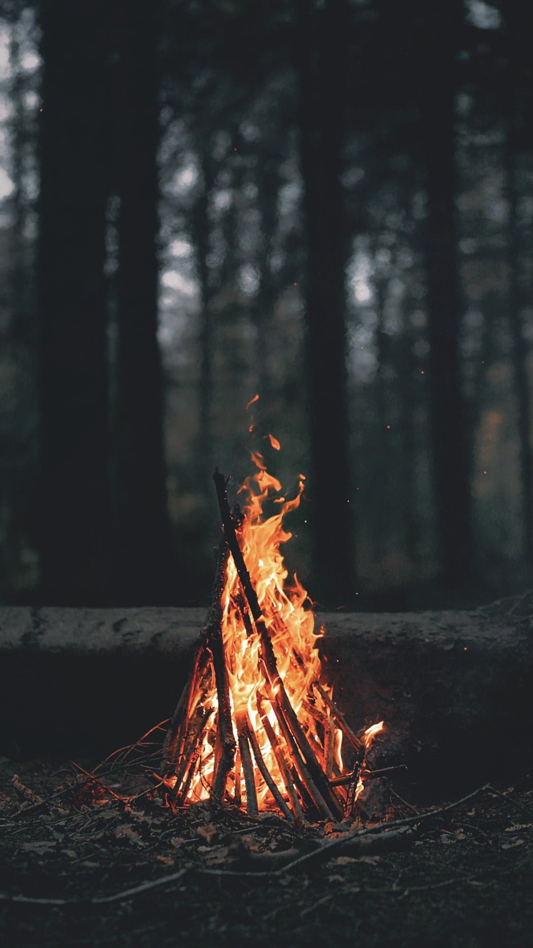 wood bonfire bun fire at the forest nature landscape portrait display