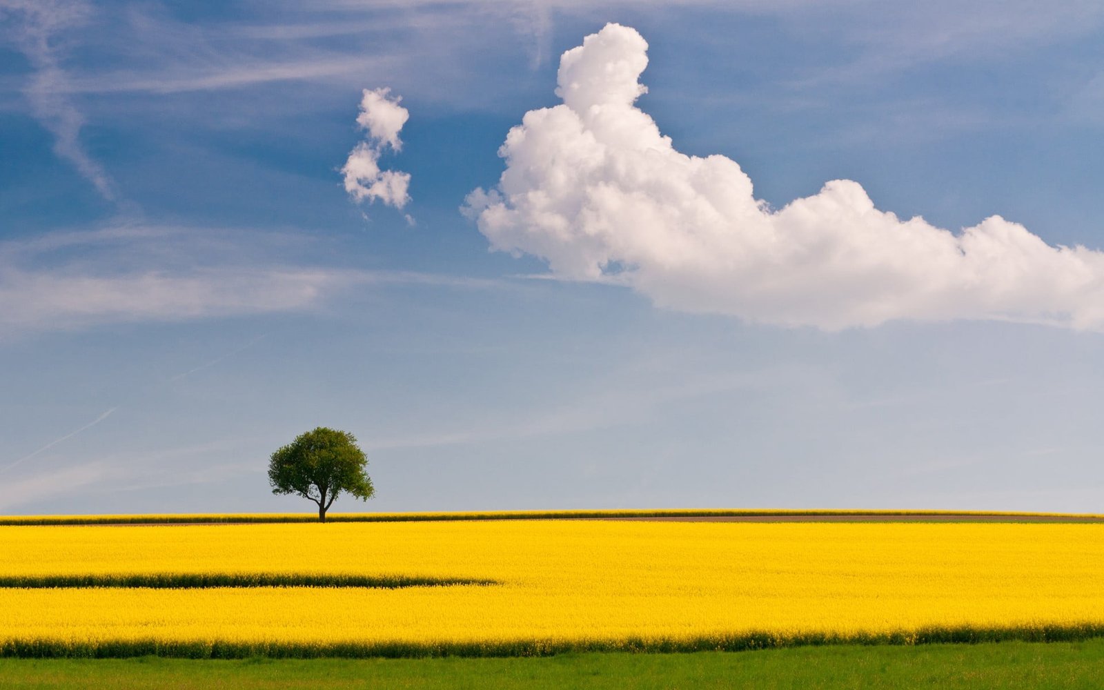 yellow flower field with tree under cloud sky landscape trees 2k