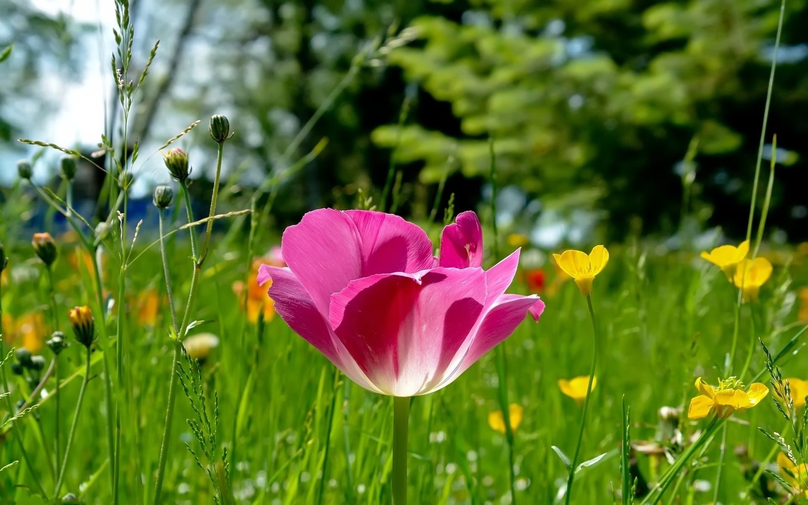 Field Flowers plants scenery nature spring summer landscape 2k