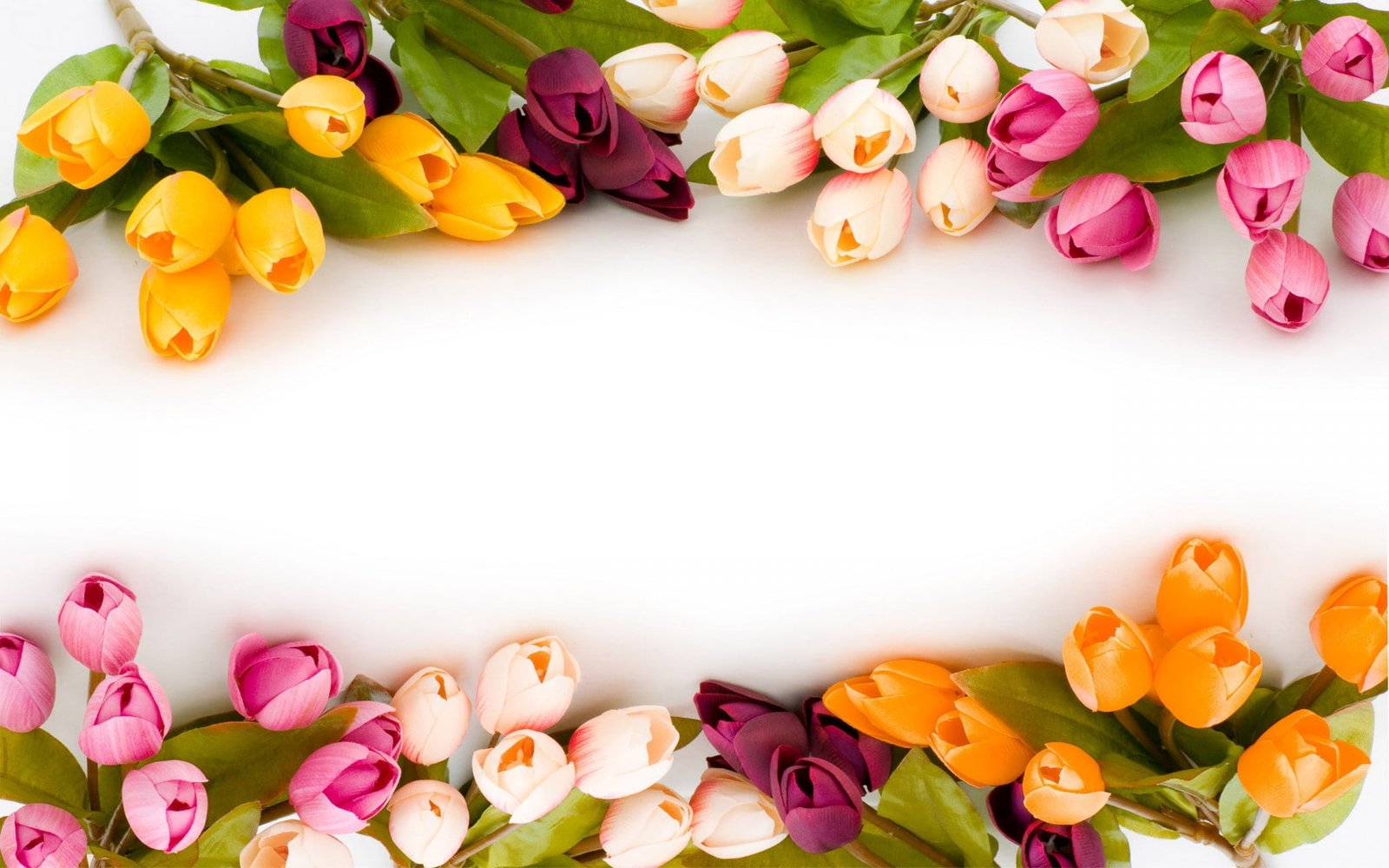 Flowers Tulips HD 2k