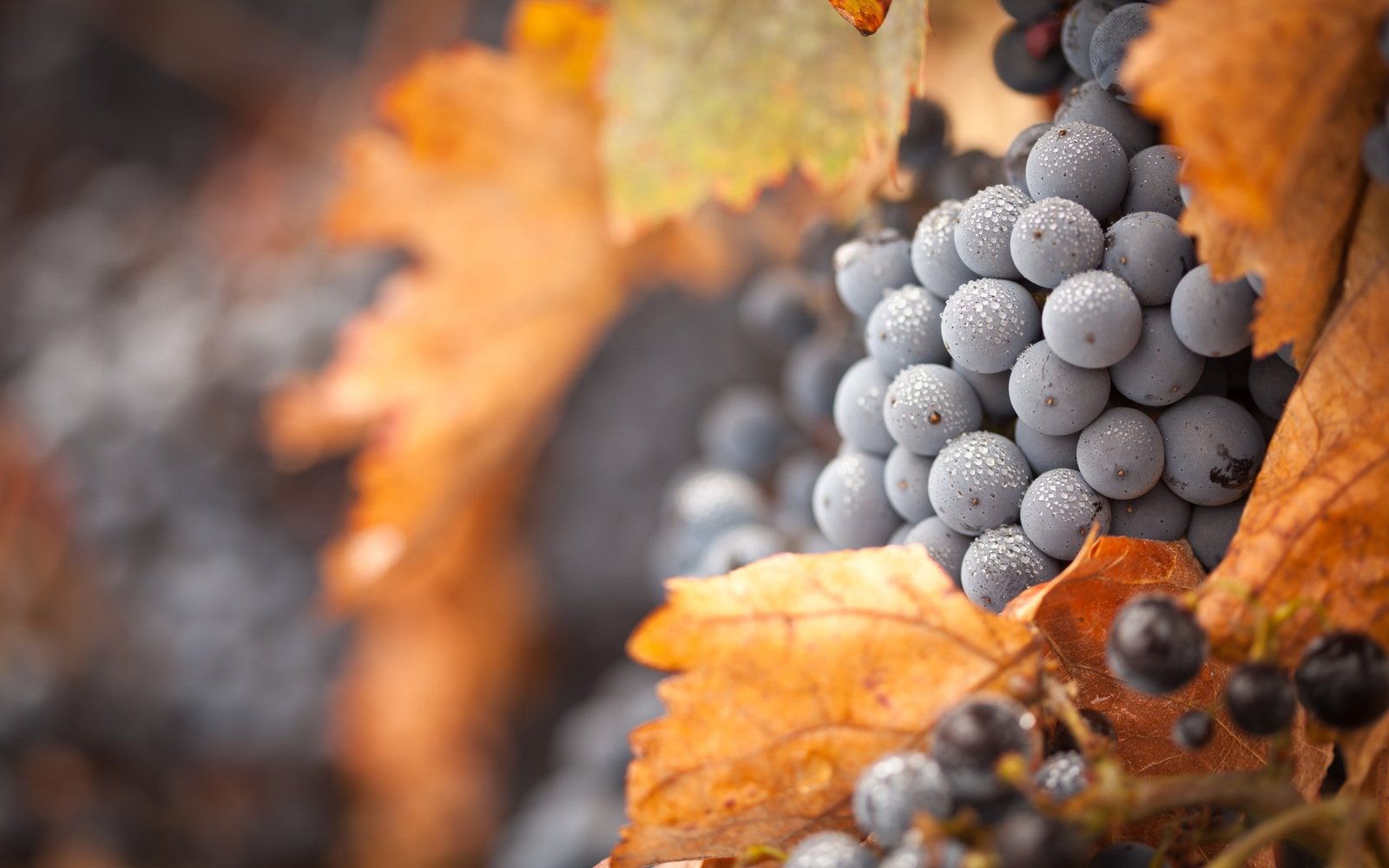 Grapes Water Drops Macro HD selective photography of grape fruit 2k