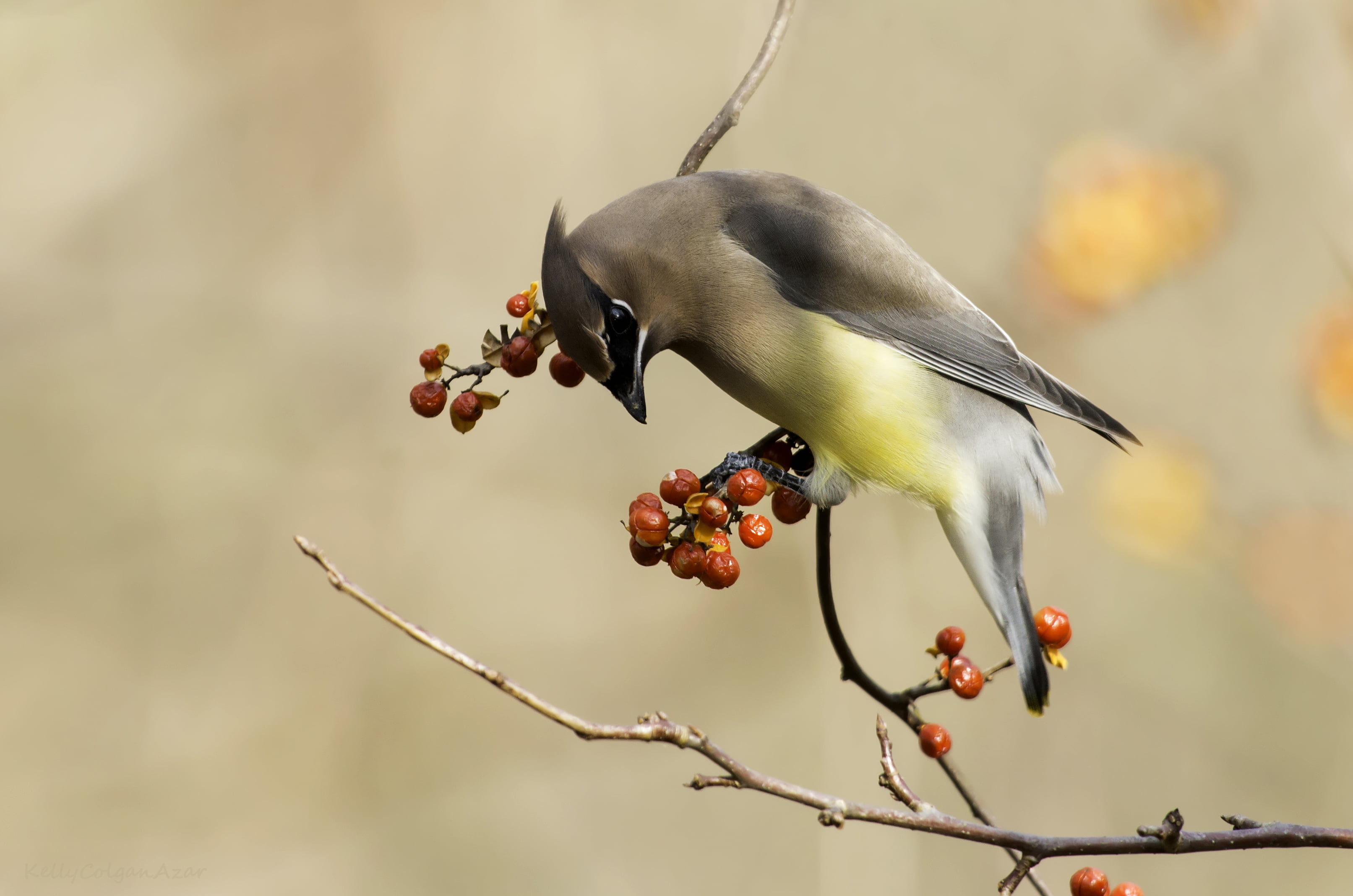 gray and yellow bird perched on brown tree branch at daytime cedar waxwing 2k