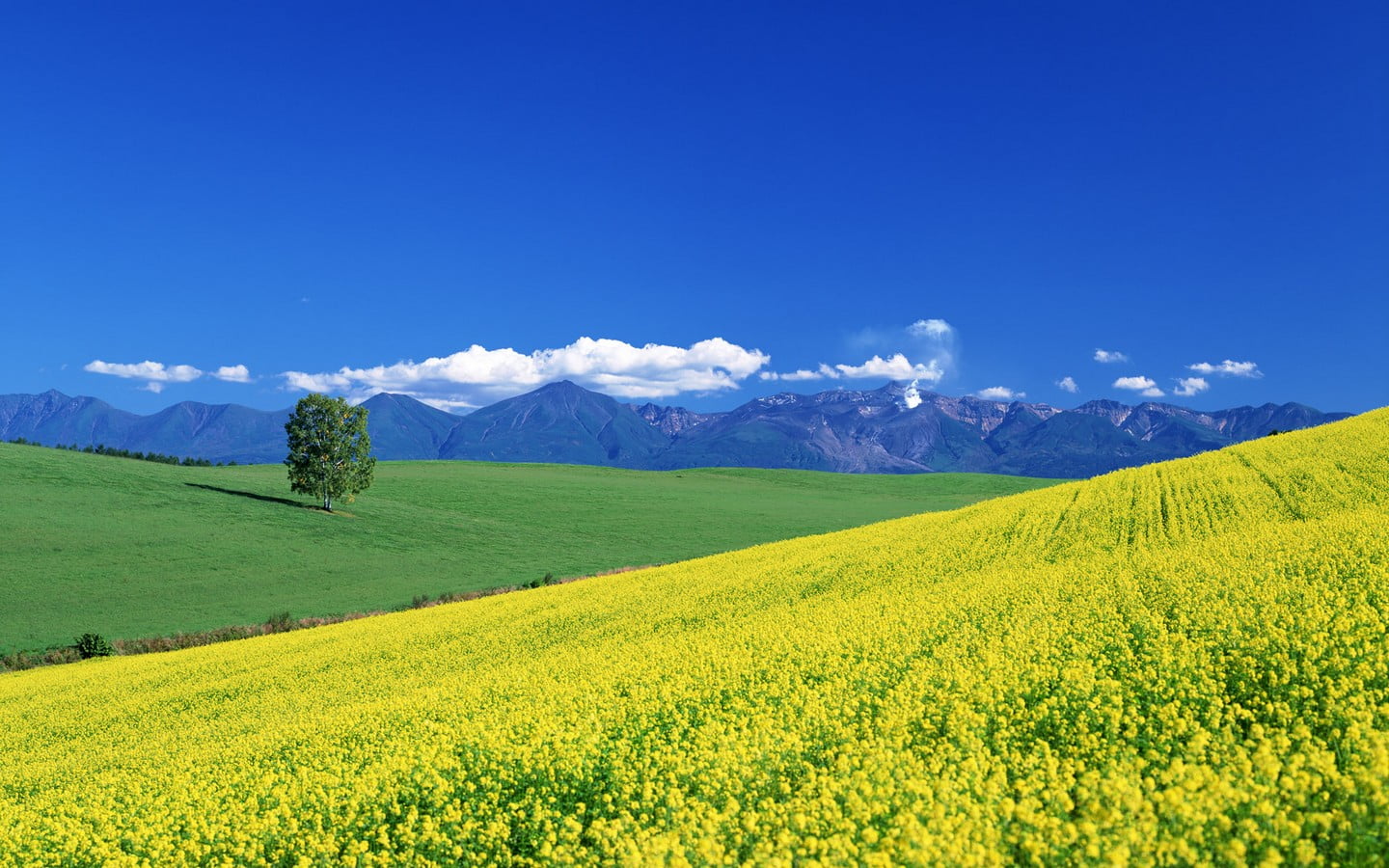 green grass field nature trees mountains sky clouds landscape
