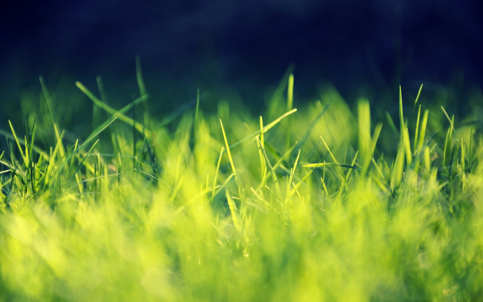 green grass close up photo of nature closeup macro 2k