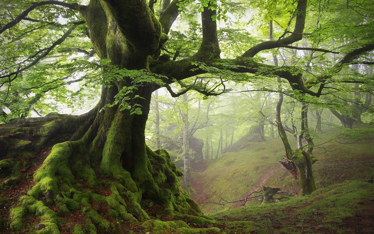green leafed tree landscape nature moss spring forest mist
