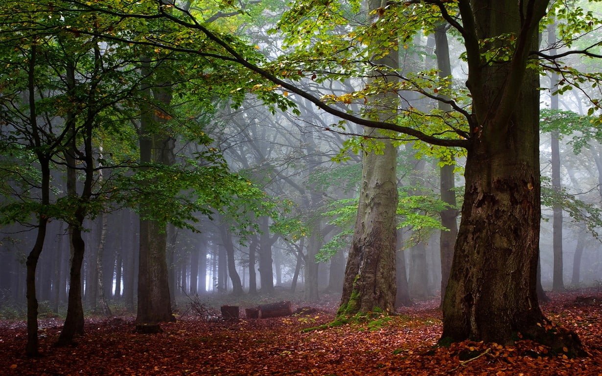green leafed tree photography nature landscape morning forest