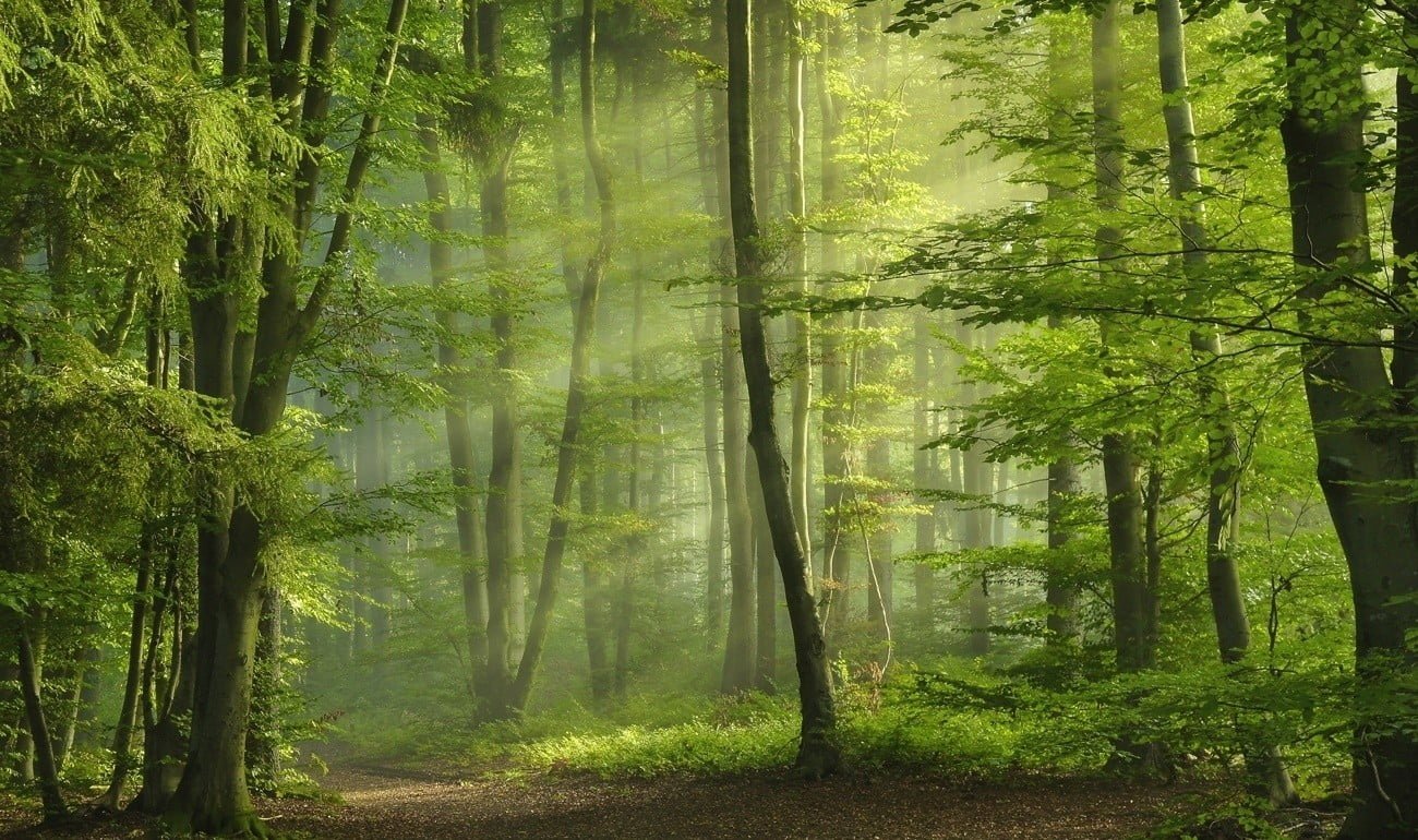 green leafed trees digital wallpaper forest sun rays sunbeams