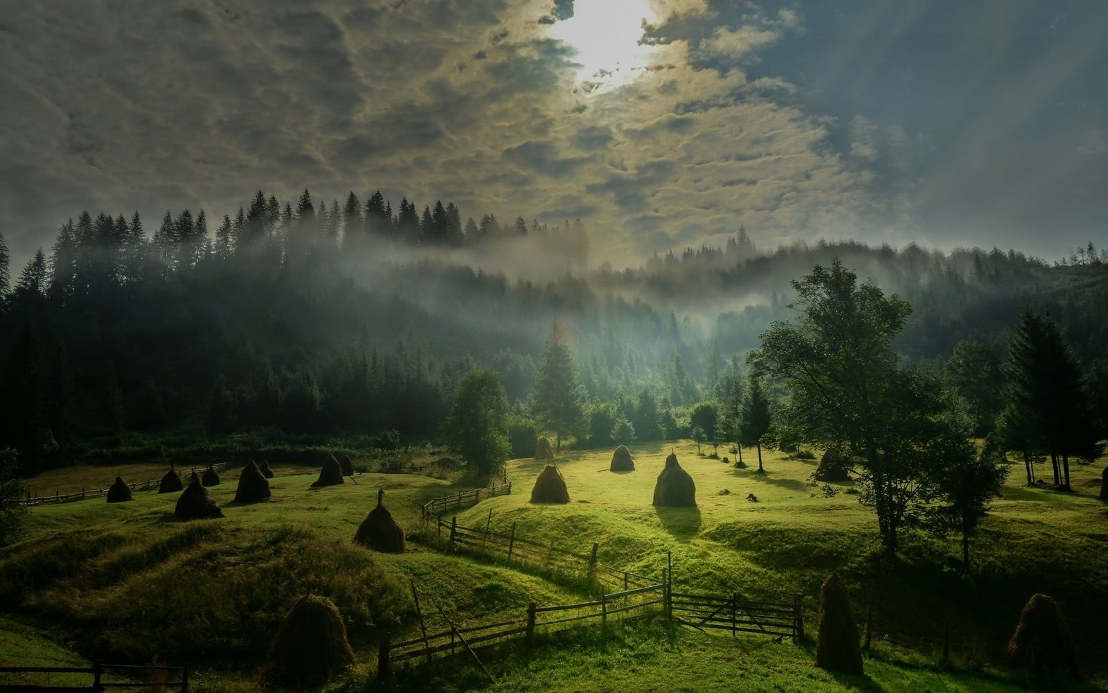 green leafed trees landscape nature morning sunlight sky 2k