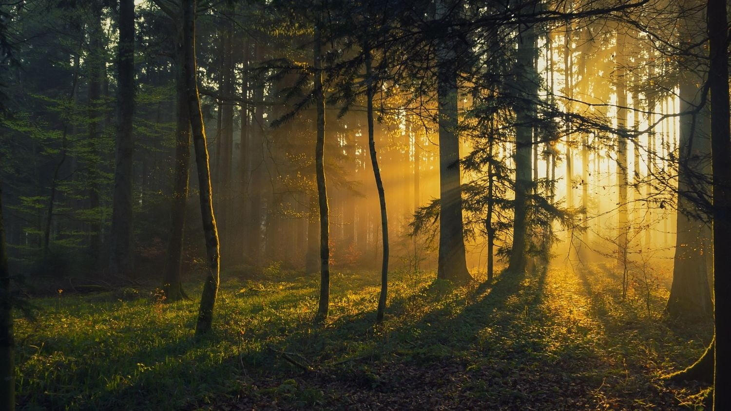 green leafed trees photography landscape nature forest sunrise 2k