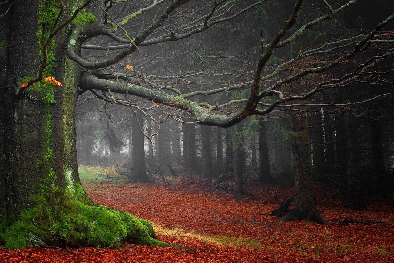 green trees moss leaves forest mist morning nature landscape