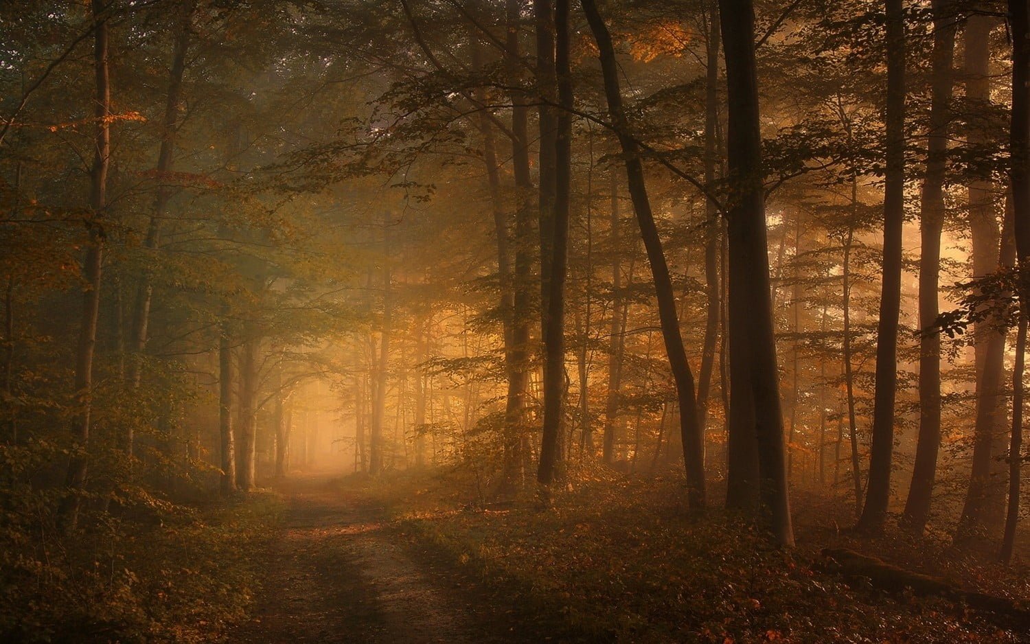 green trees untitled nature landscape path mist morning 2k
