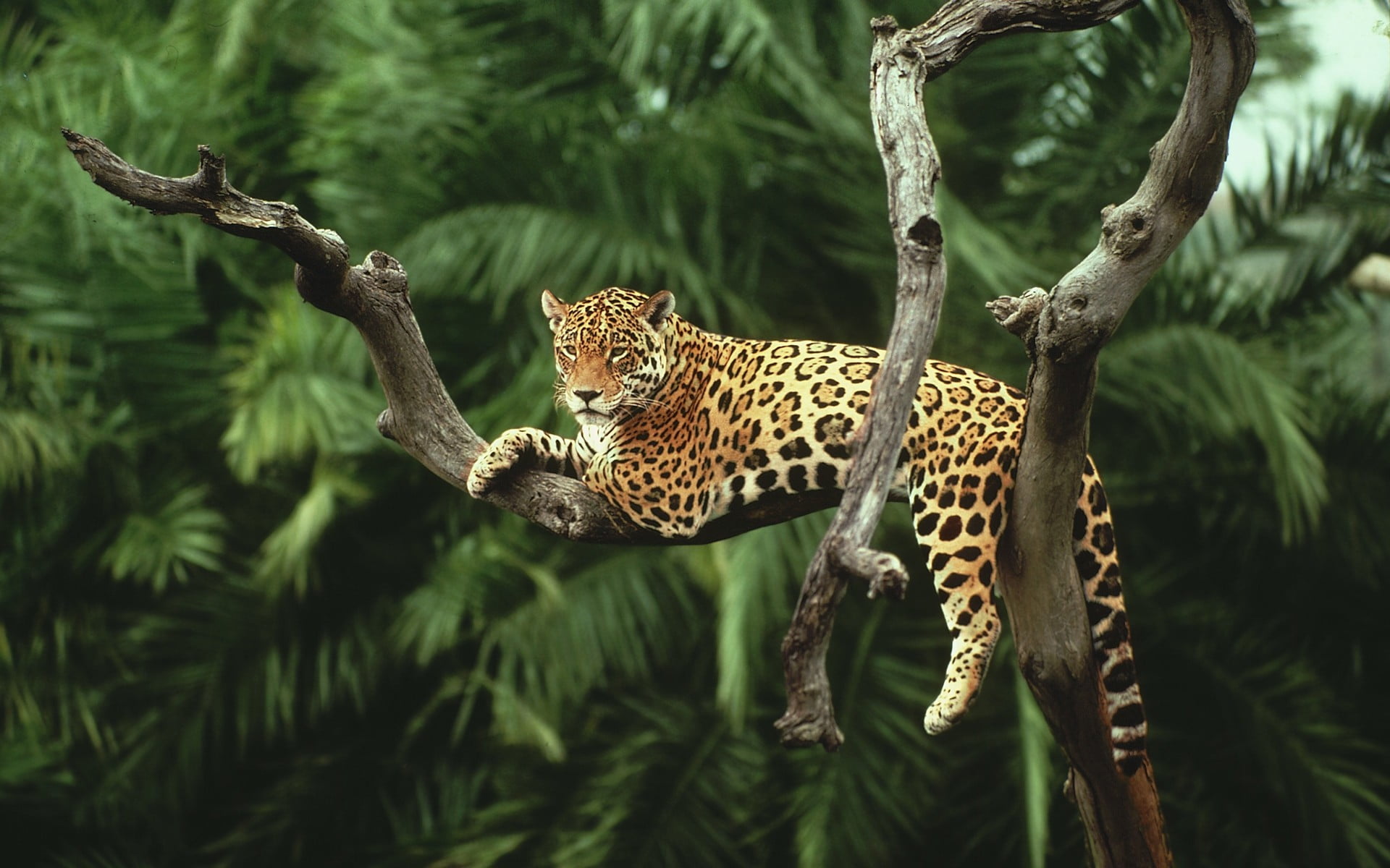 leopard on tree nature animals jaguars cat animal wildlife 2k