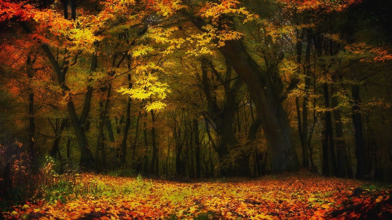 maple leaf tree nature landscape fall forest trees leaves
