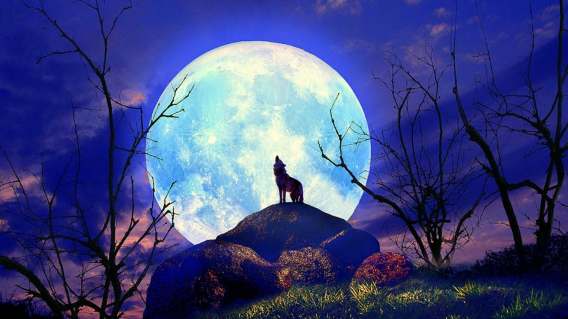 moon nature sky moonlight wolf howling tree 2k