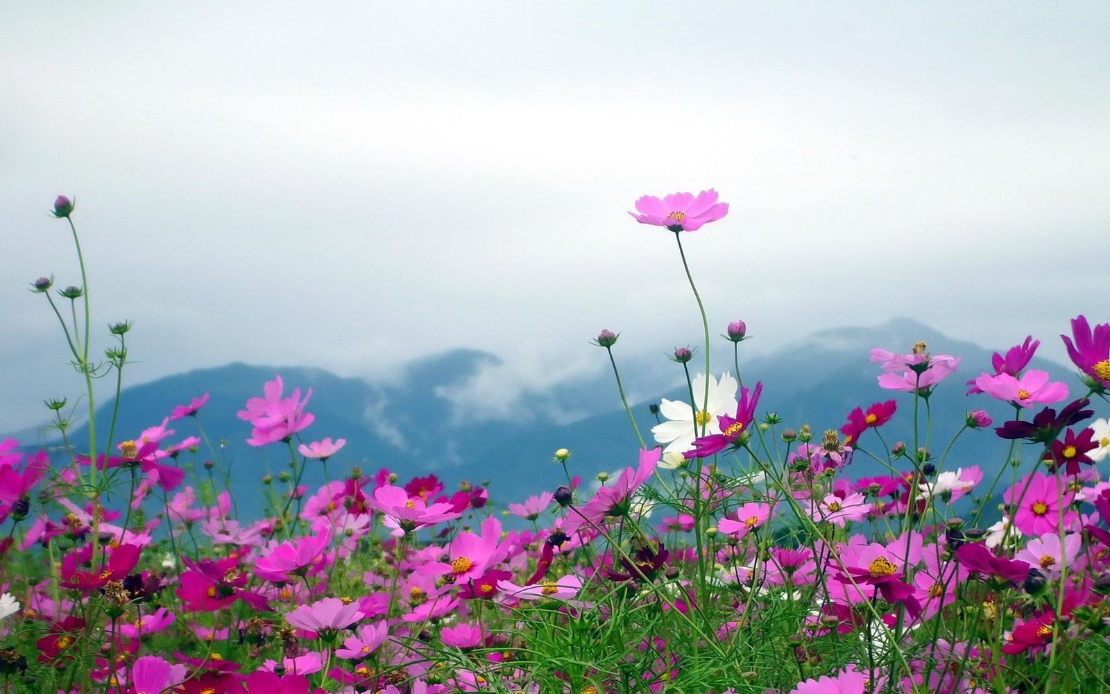 Nature Landscapes Flowers Plants Fields Mountains Sky Clouds Petals Pink Free Pictures purple flowers 2k