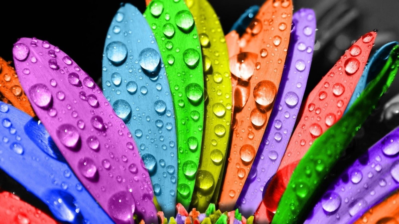nature multicolor flowers water drops flower petals colors Nature Flowers HD Art 2k
