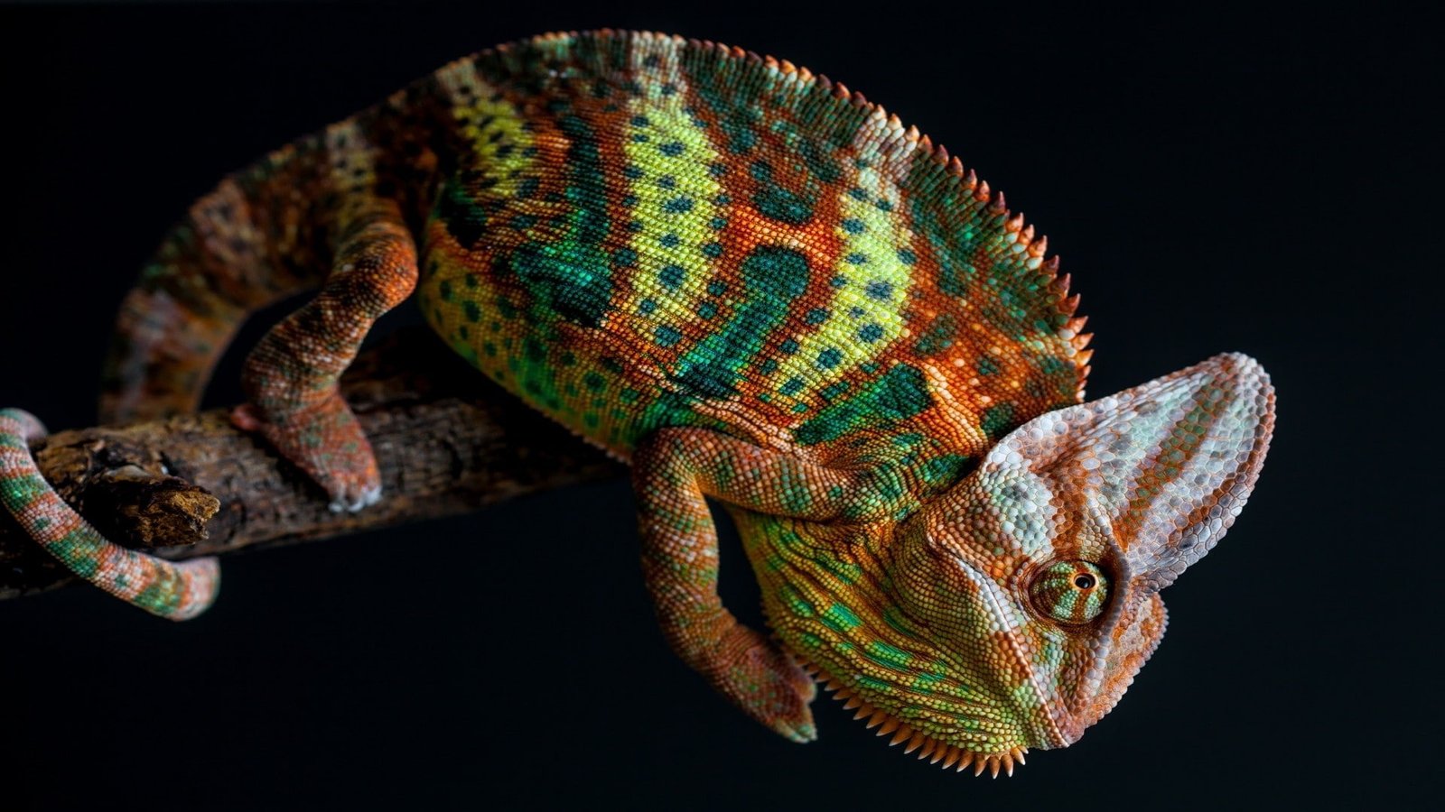 nature animals chameleons colorful skin branch tail simple background 2k