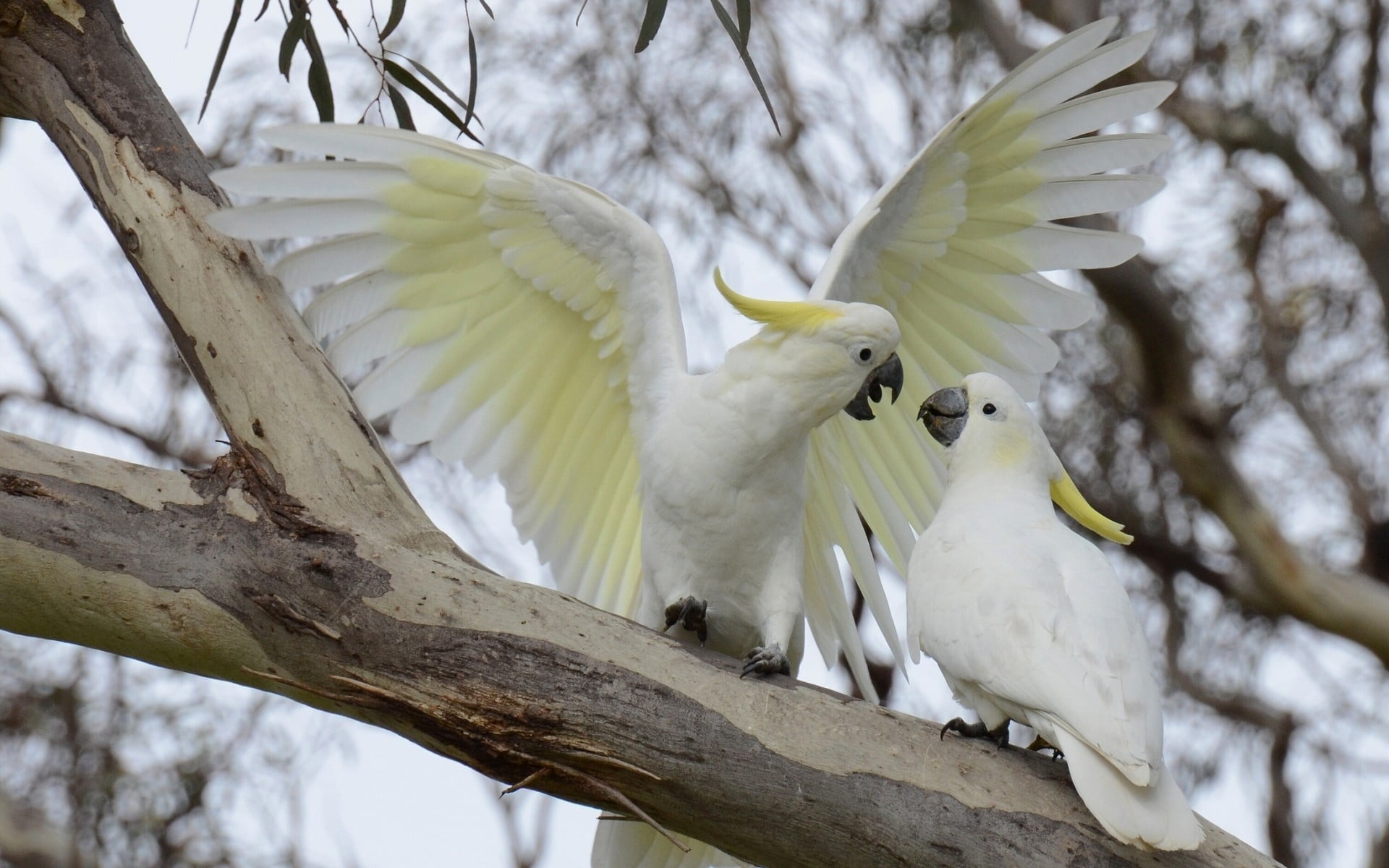 nature animals parrot birds cockatoo Sulphur crested 2k