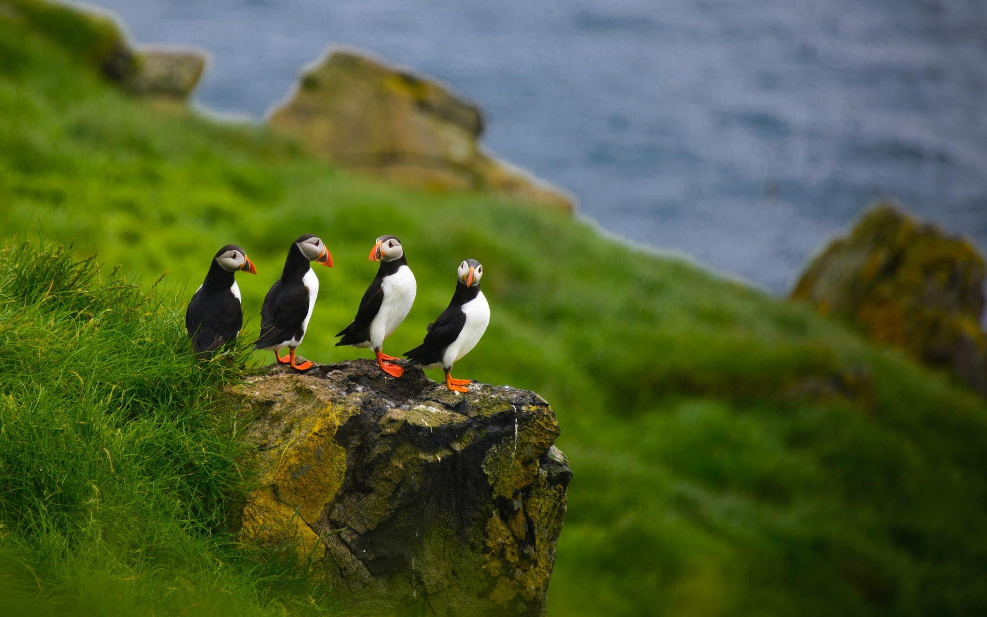 nature animals puffins depth of field birds Faroe Islands 2k