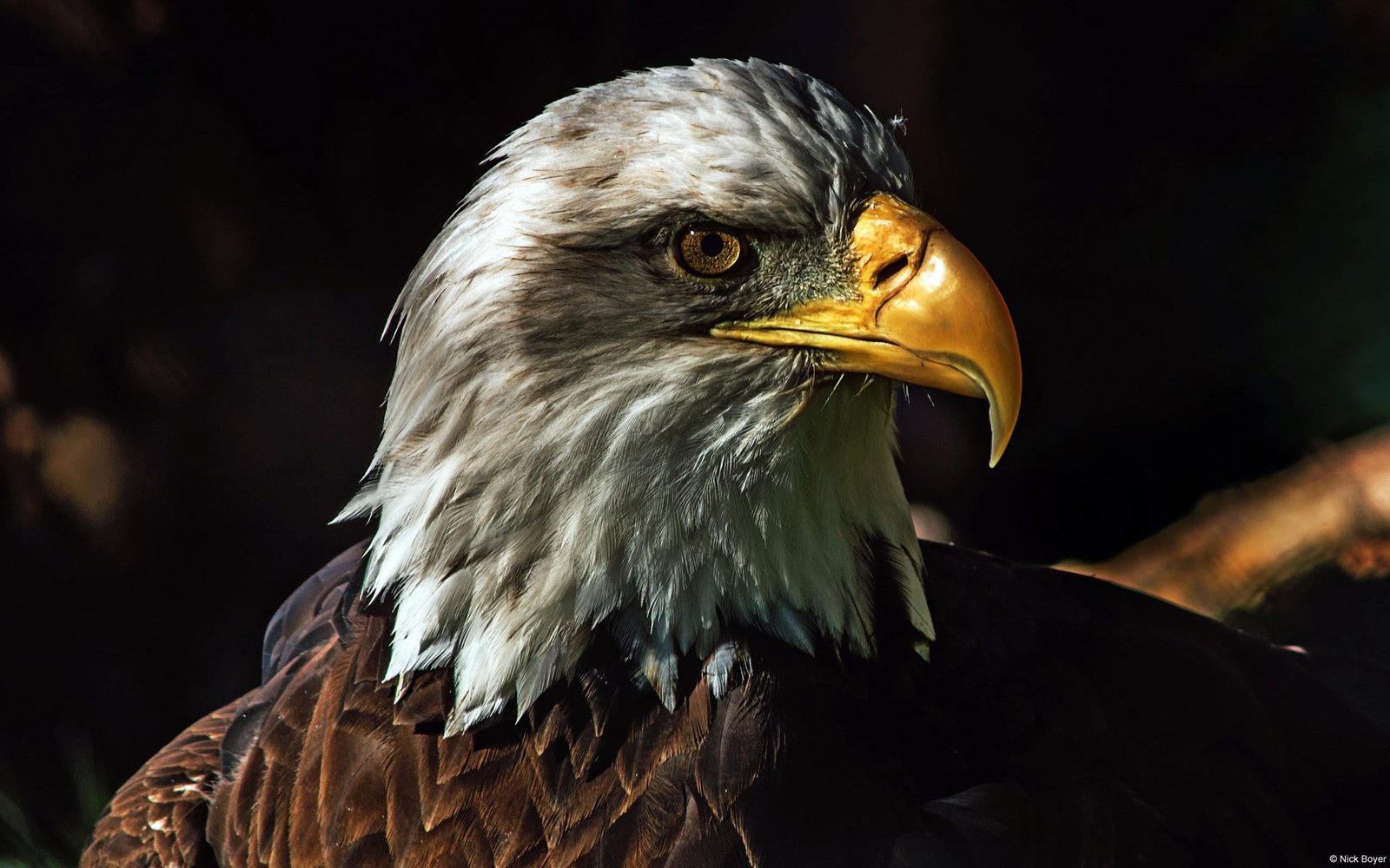nature animals wildlife birds eagle bald in the wild 2k