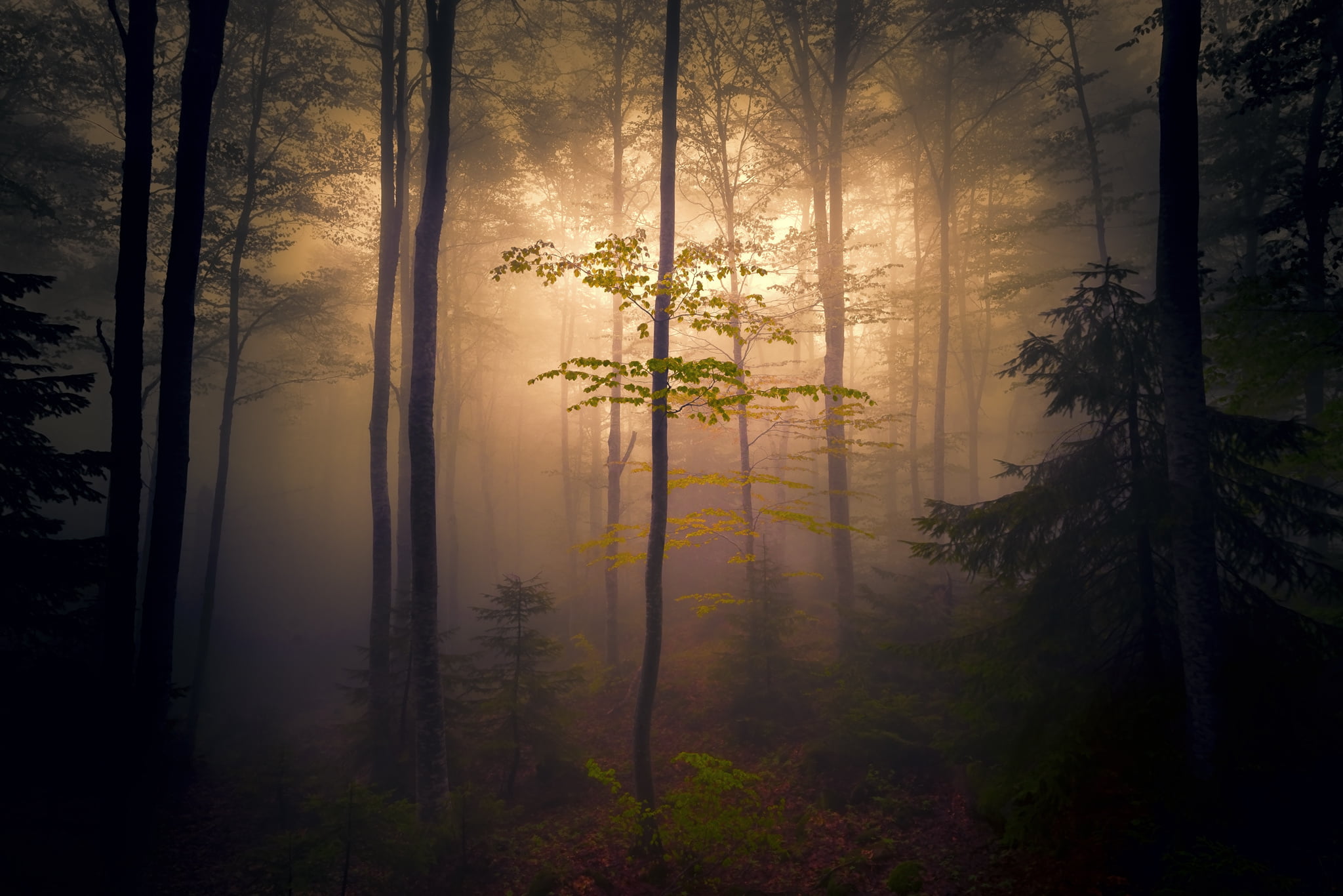 nature dark mist forest trees plant beauty in 2k