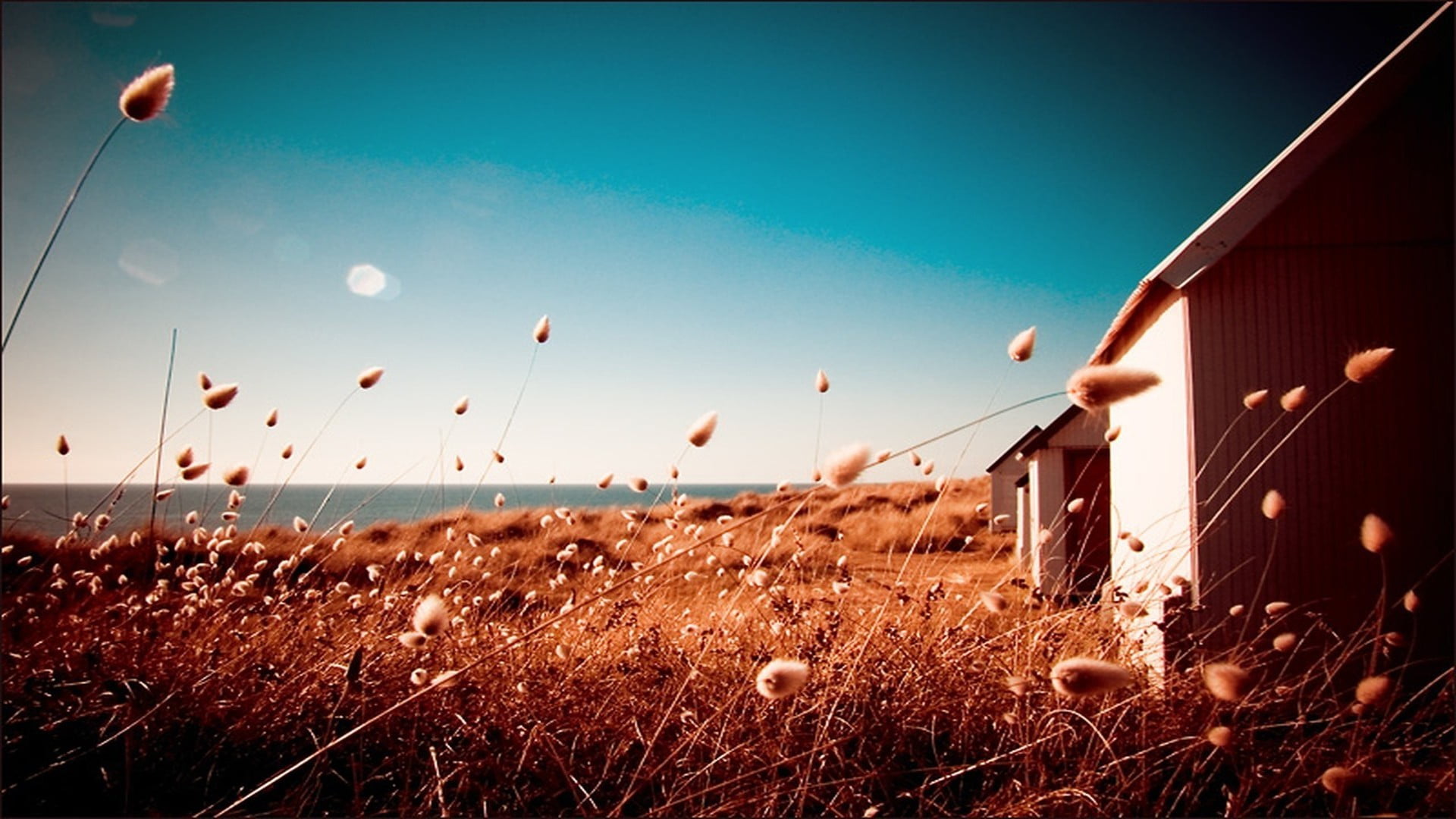 nature depth of field beach plants sky land landscape 2k