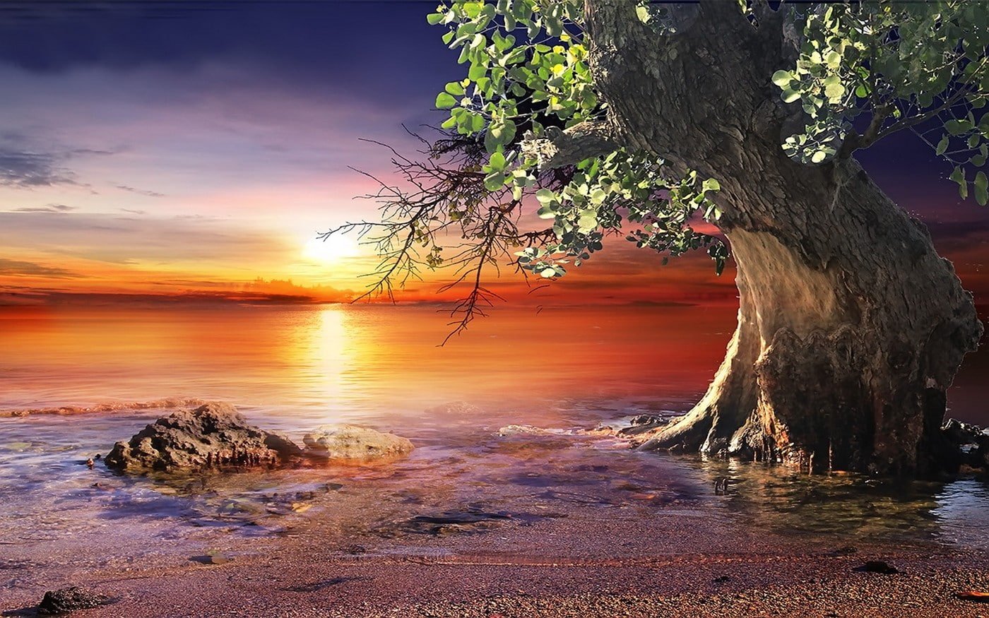 Nature Landscape Sunset Beach Trees Sea Sky Water sea trees and sunset landscape photo