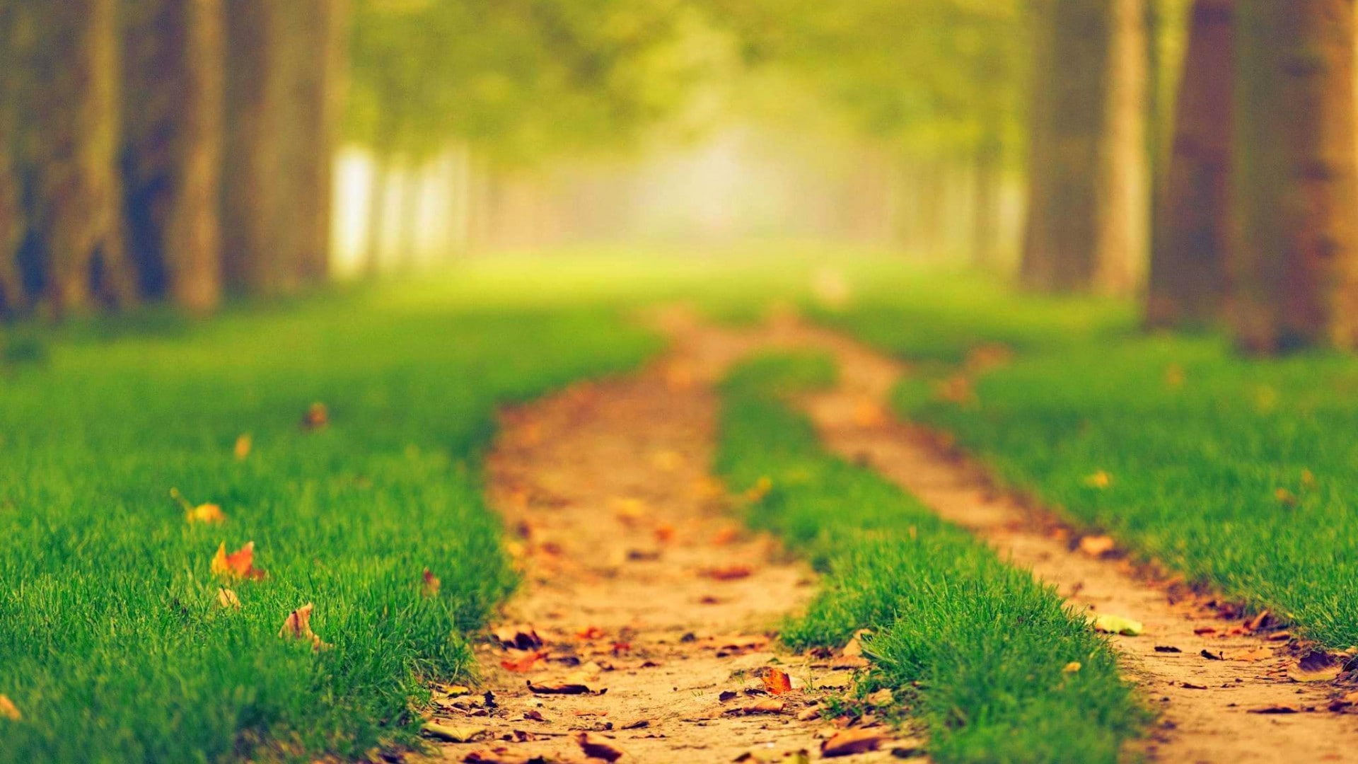 nature path blurred green depth of field leaves trees 2k