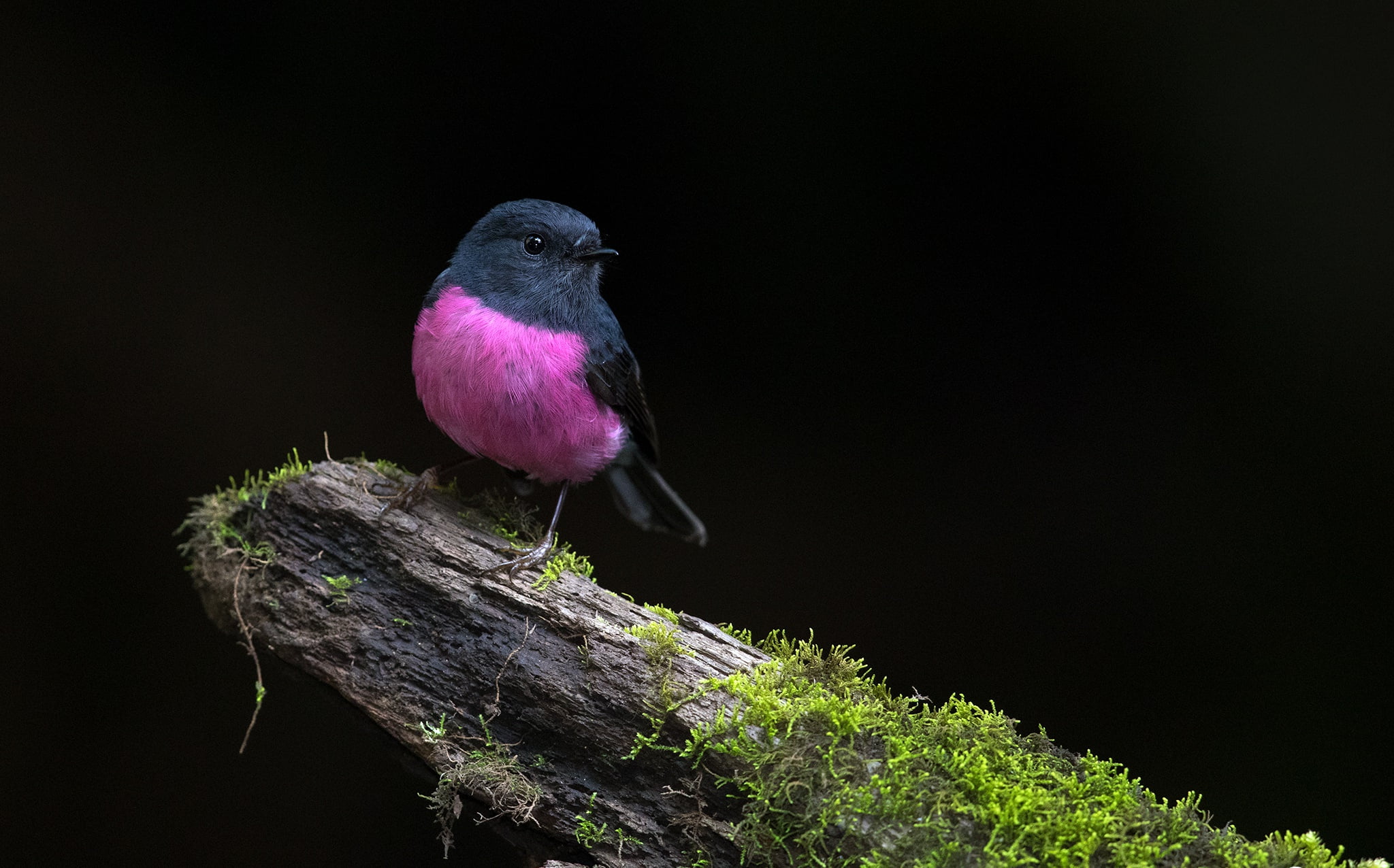 nature tree bird Pink Robin 2k