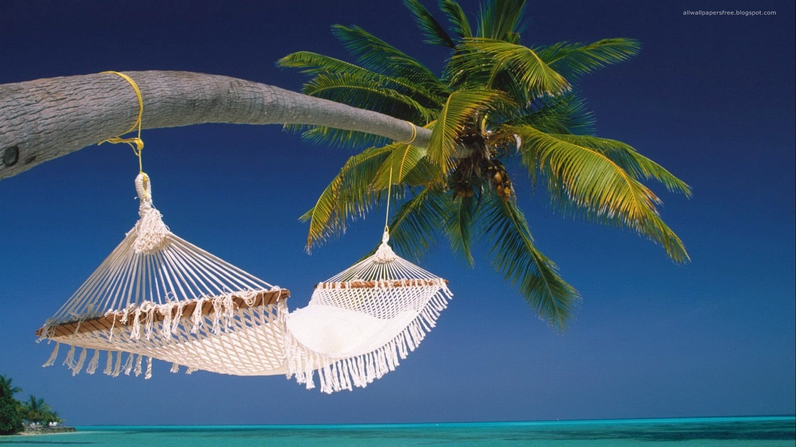 palm tree and white hammock beach trees hammocks sea 2k