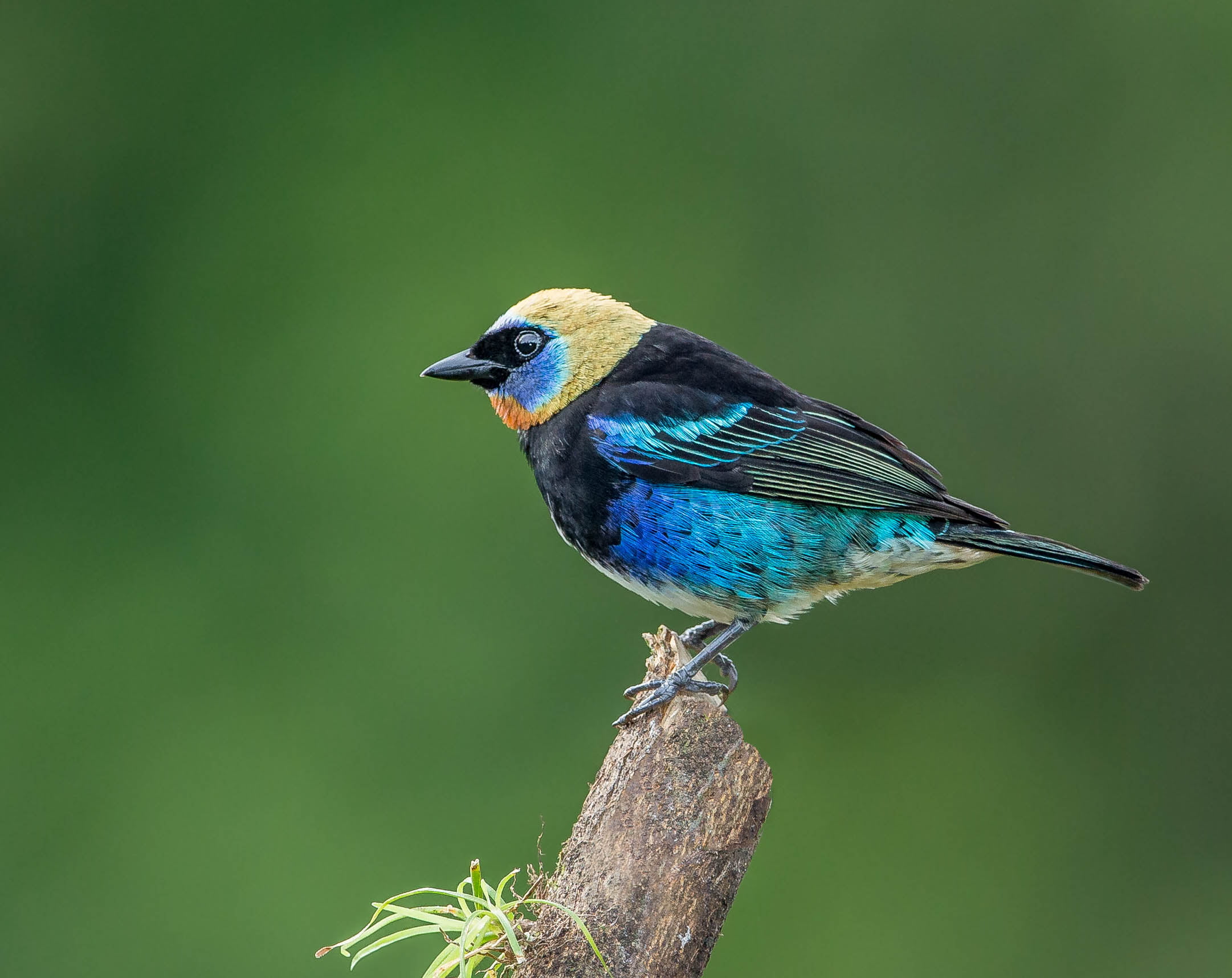 photography of blue black and yellow short beak bird tanager 2k