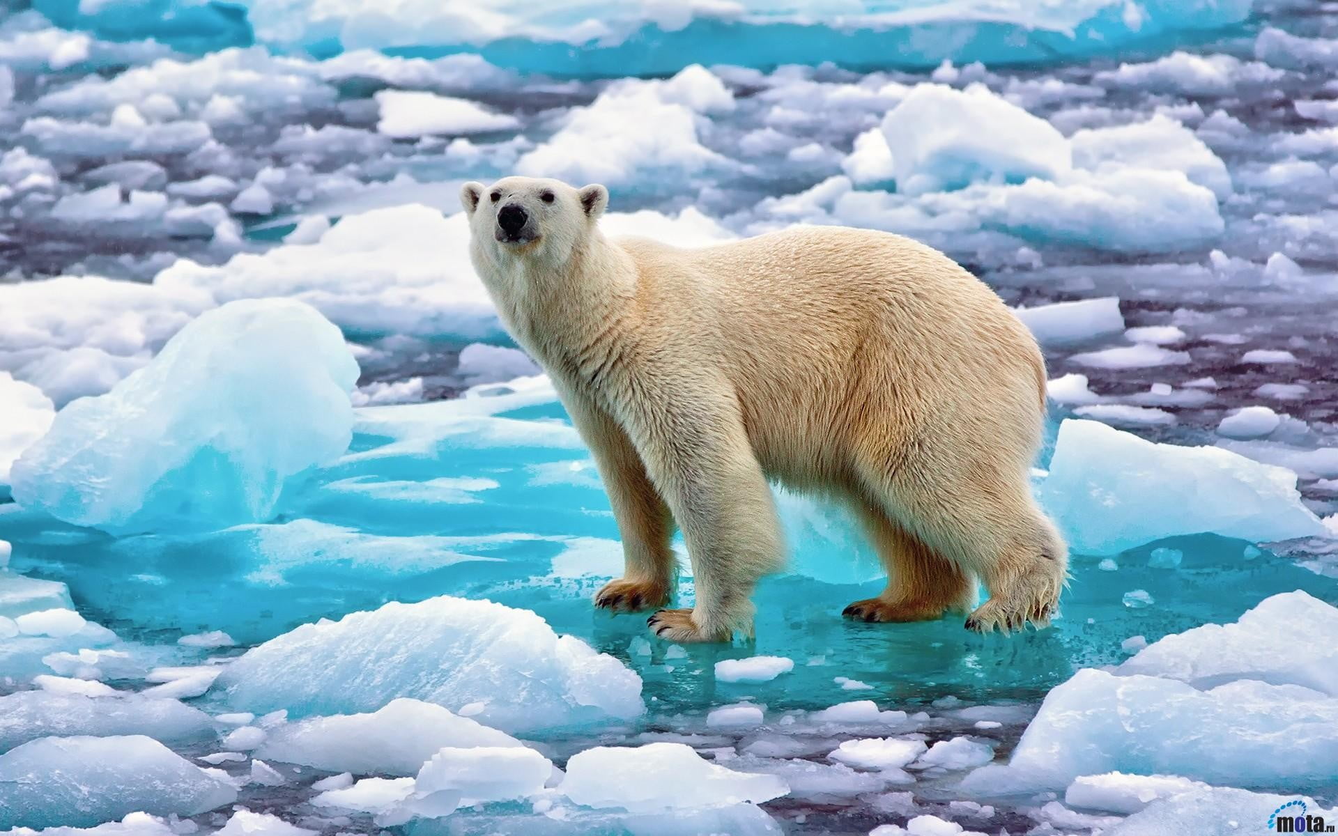polar bear bears animals ice nature cyan water snow 2k