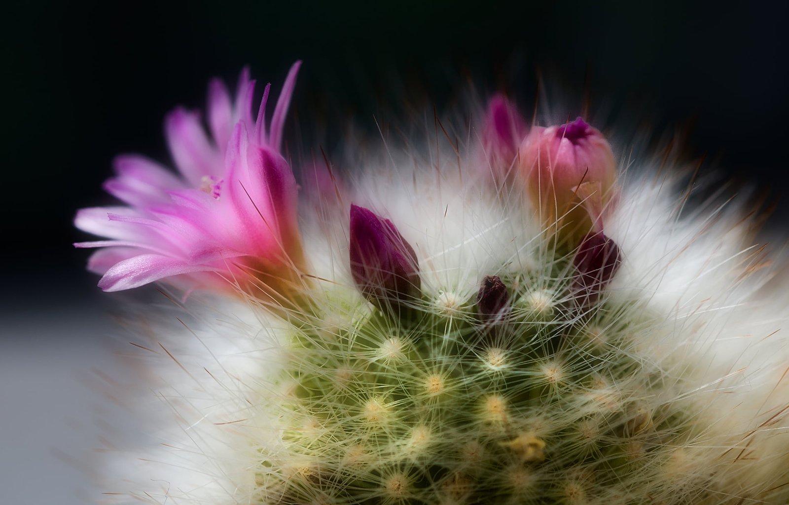 purple flowers Spiny halo Colin Nikon D Sigma f 2 8 2k