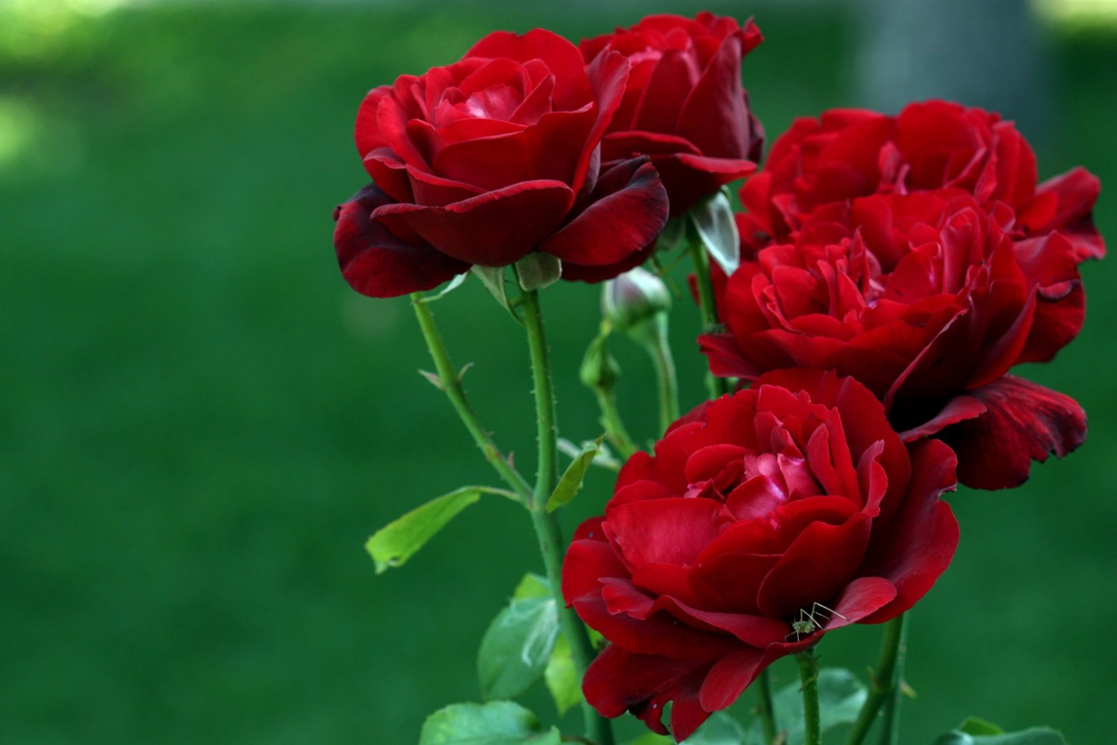 red and yellow petaled flowers rose nature flowering plant 2k