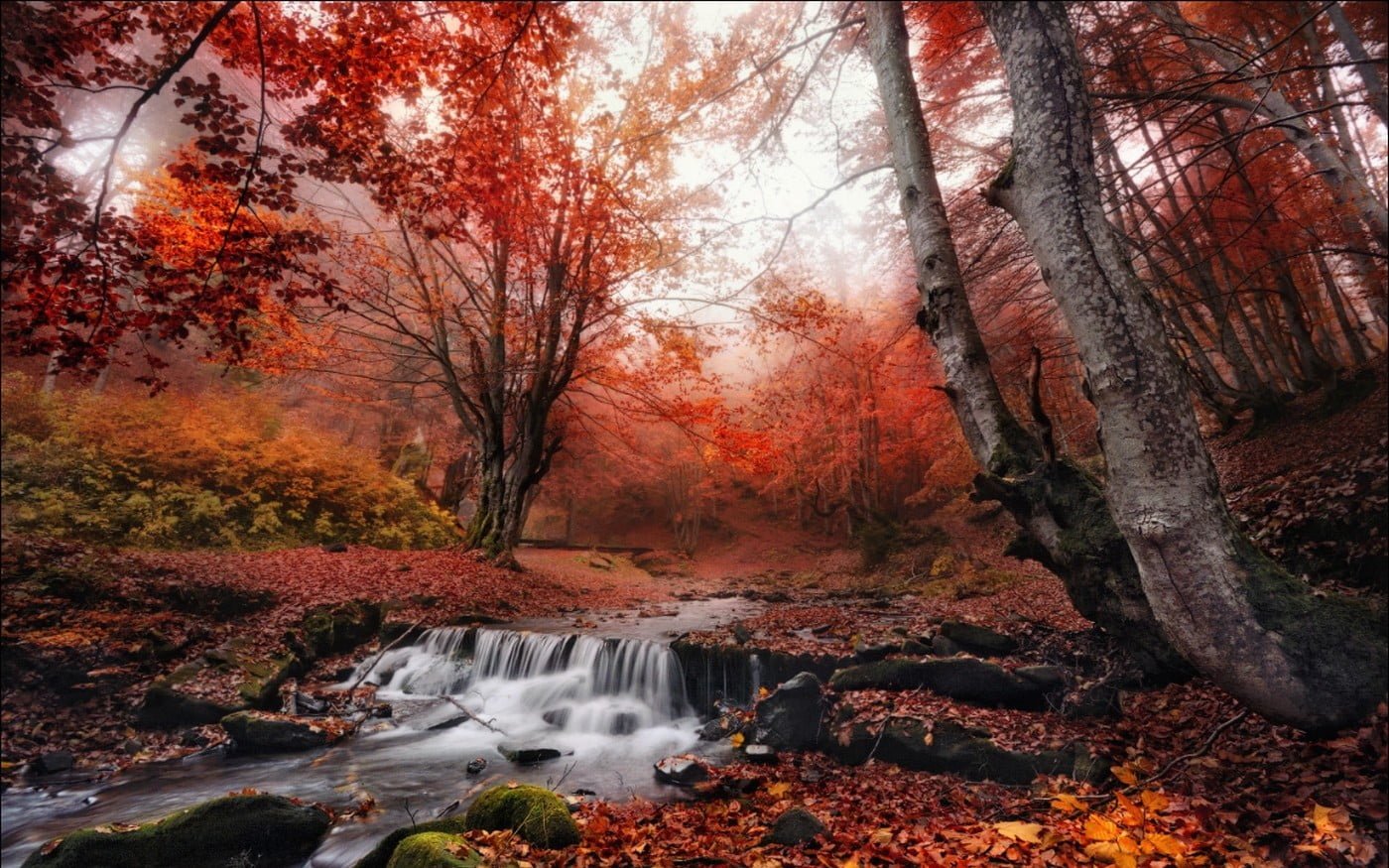 red leaf trees untitled nature landscape fall mist forest