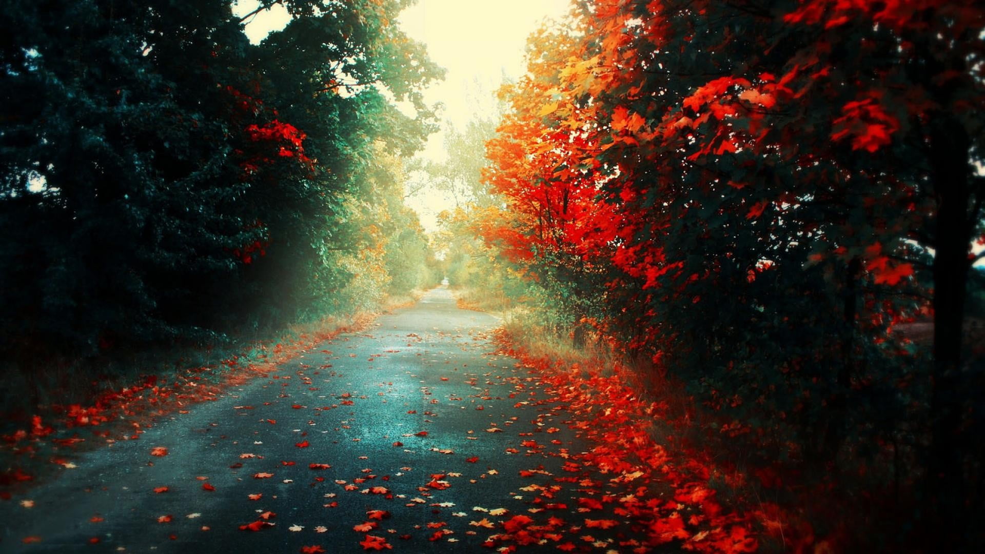 red petaled tree fall colorful nature road trees landscape 2k