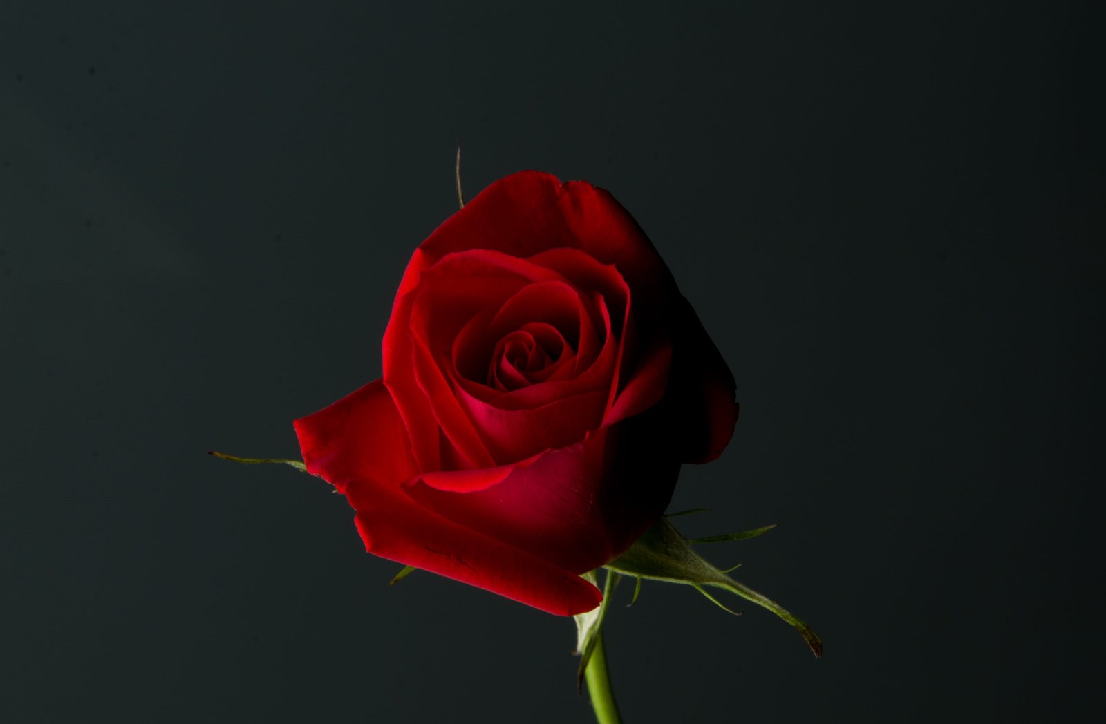 red rose flower Rose Red Plant Love Romance romantic gift 2k 4k 5k