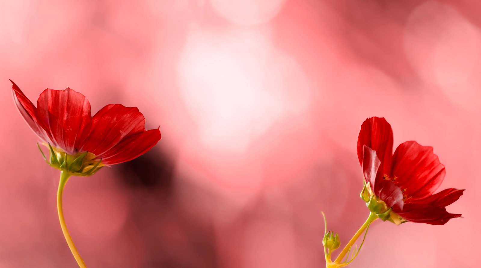 selective focus photography of red petaled flowers fleurs nature 2k 4k