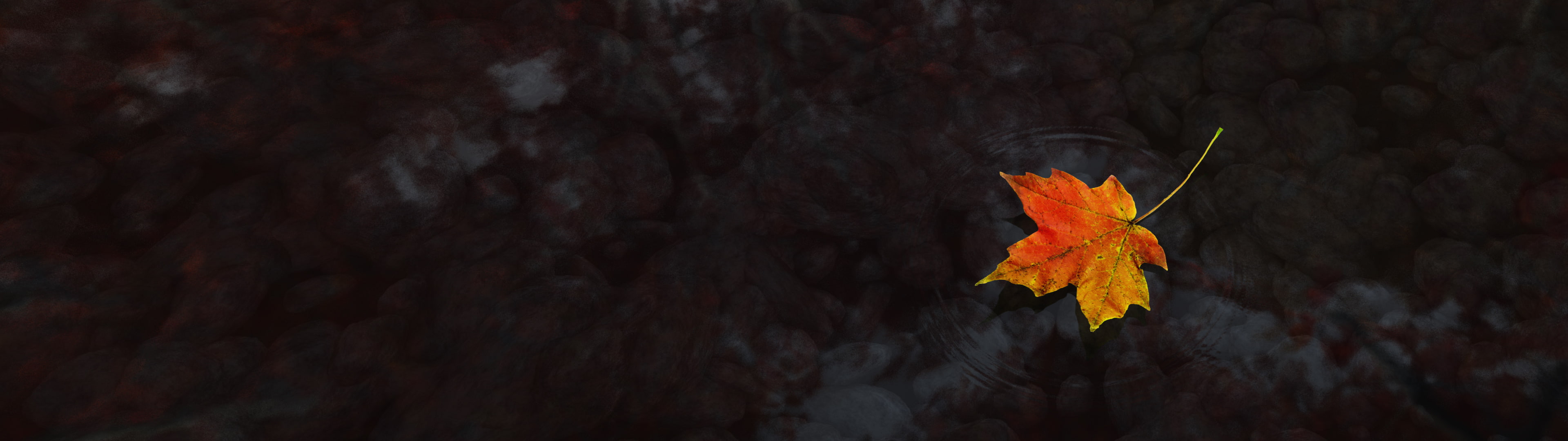 water multiple display maple leaves dual monitors nature 2k 4k