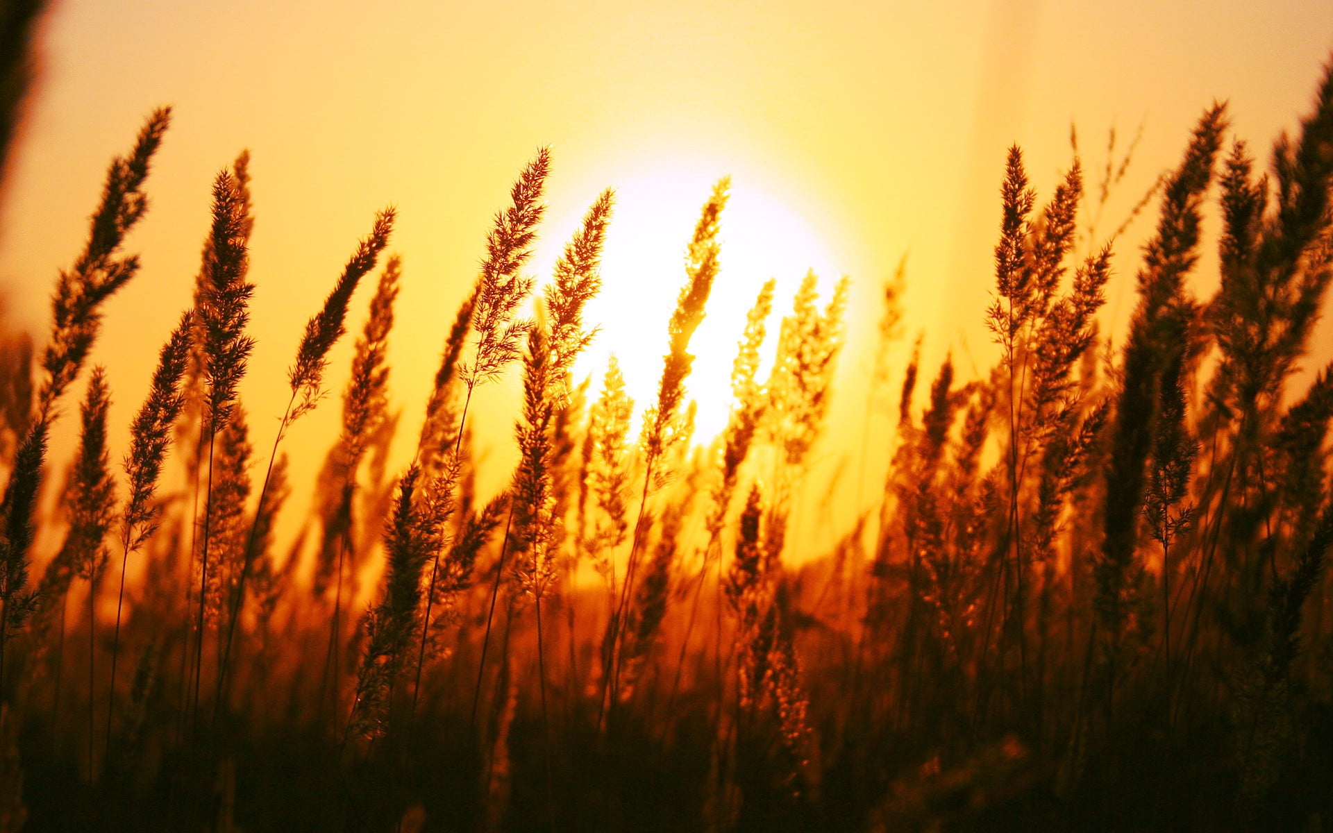 wheat grass silhouette of during sunset macro depth field 2k