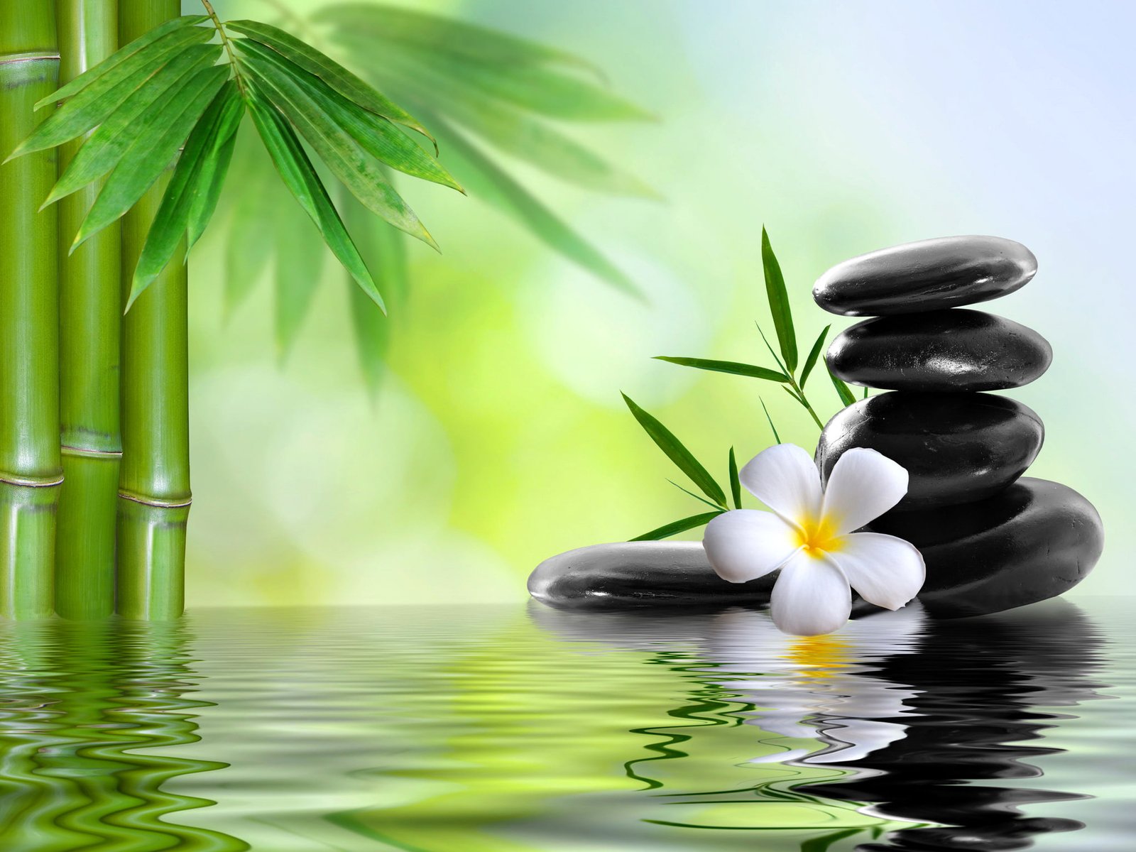 white frangipani flower and black stone cairn water stones 2k