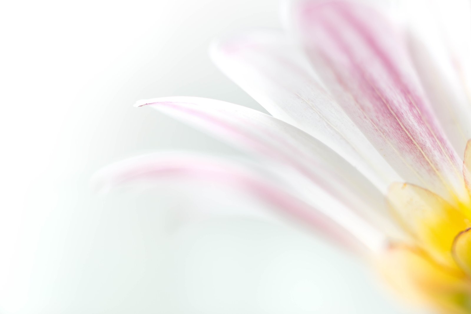 white and purple petaled flower close up photography Essence 2k 4k 5k