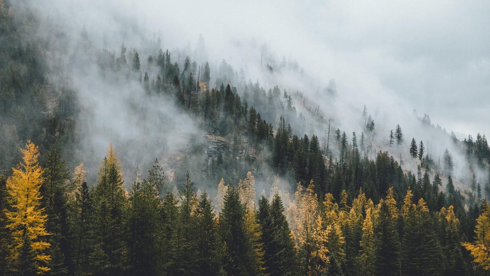 wilderness nature tree fog woody plant mountain mist 2k